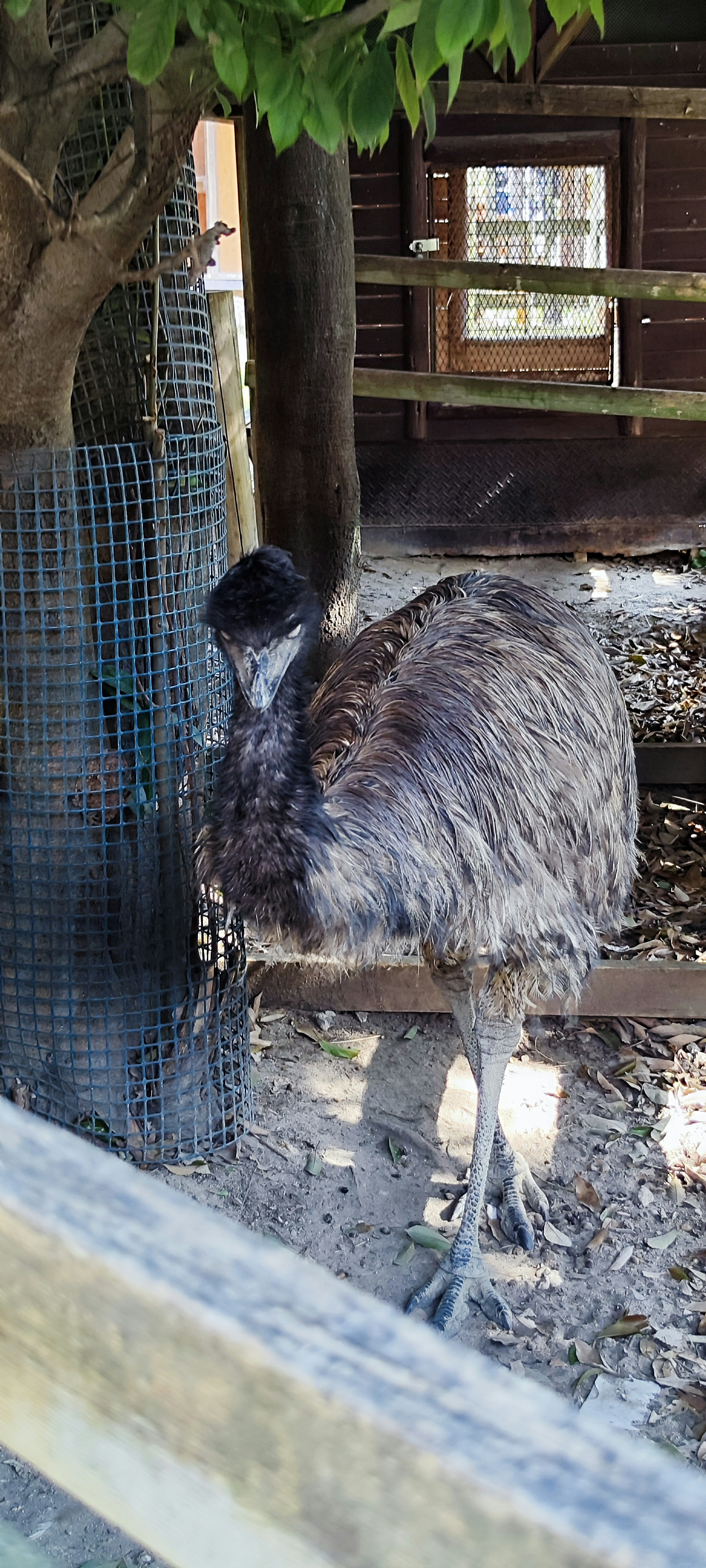 Emu steht in einem Gehege