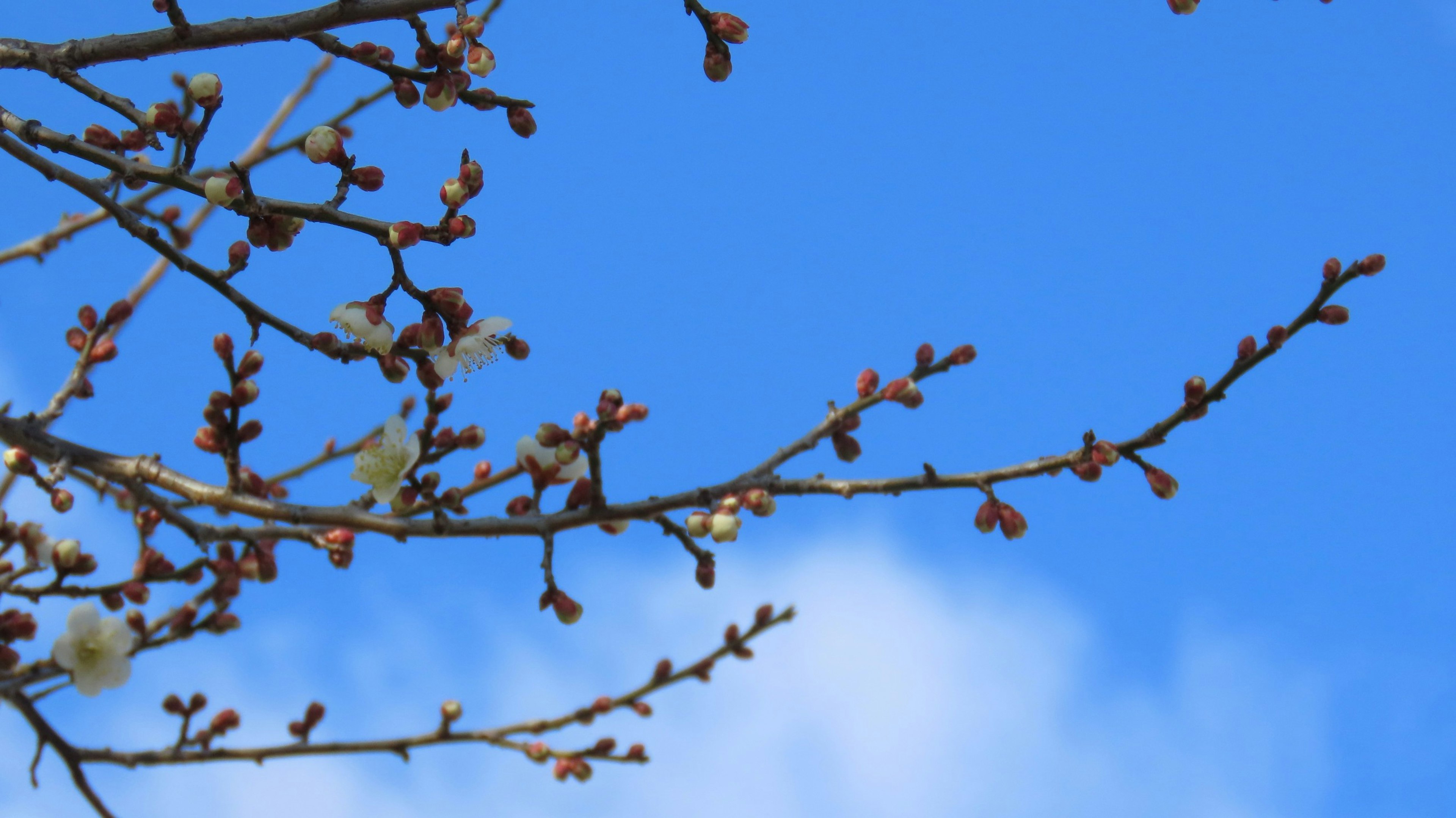 青空を背景にした木の枝と蕾