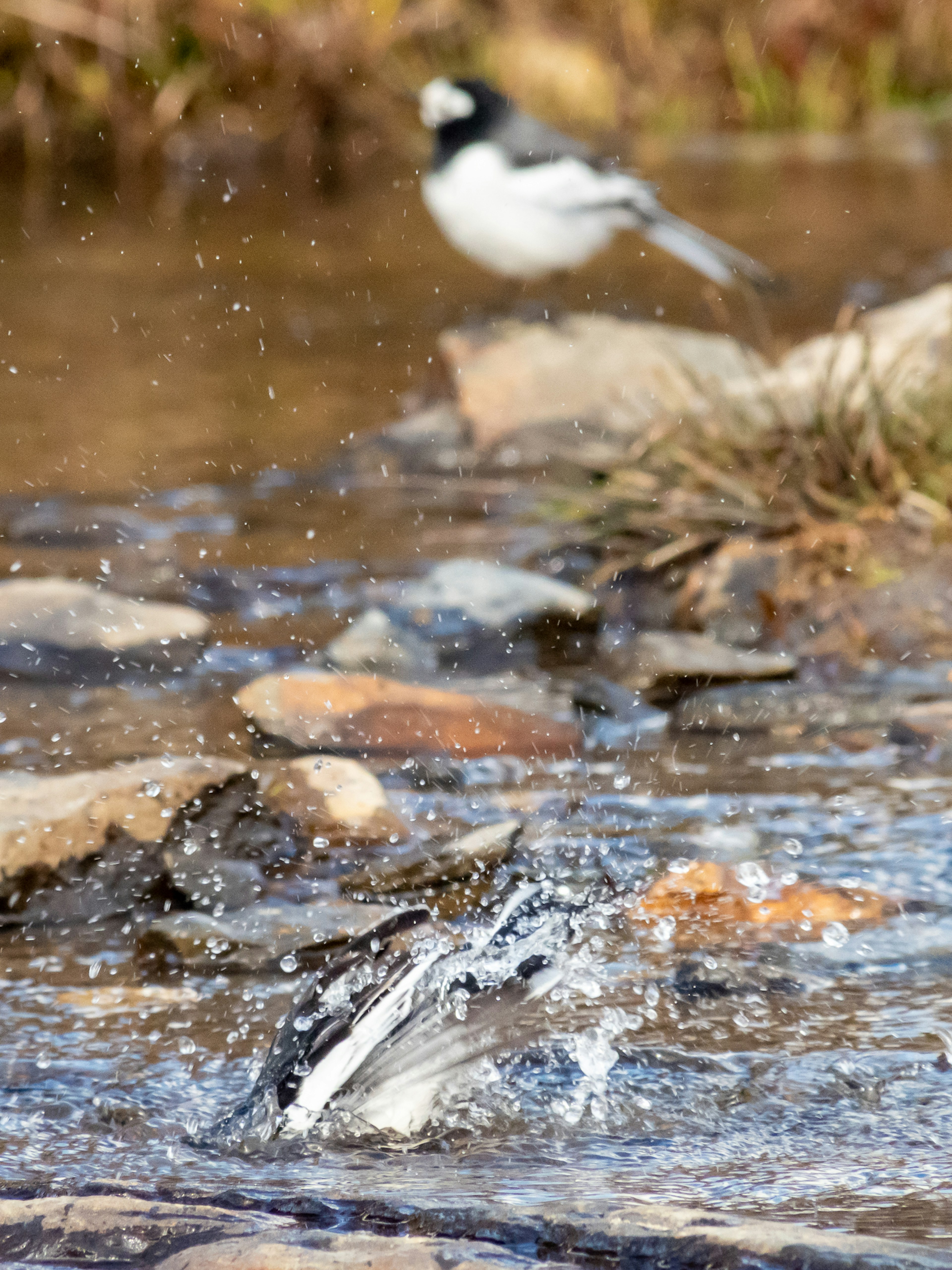 Bird splashing in water with another bird in the background