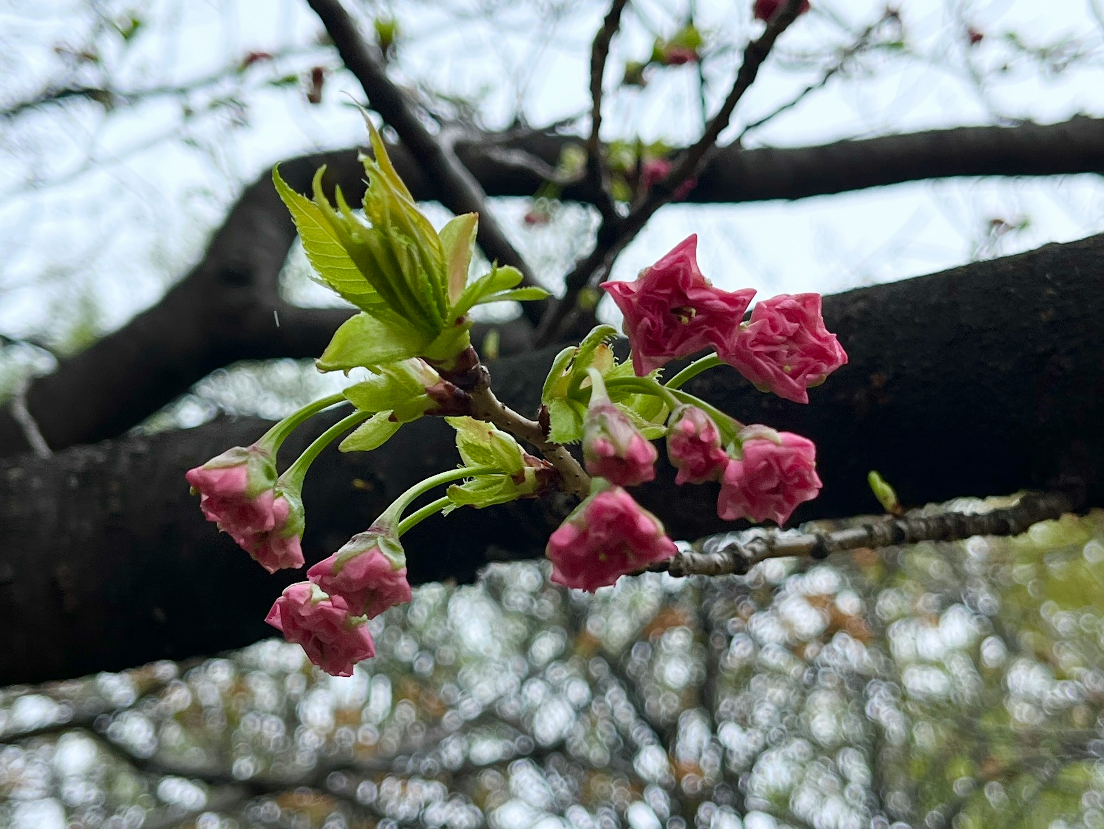 桜のつぼみと新しい葉がある枝のクローズアップ