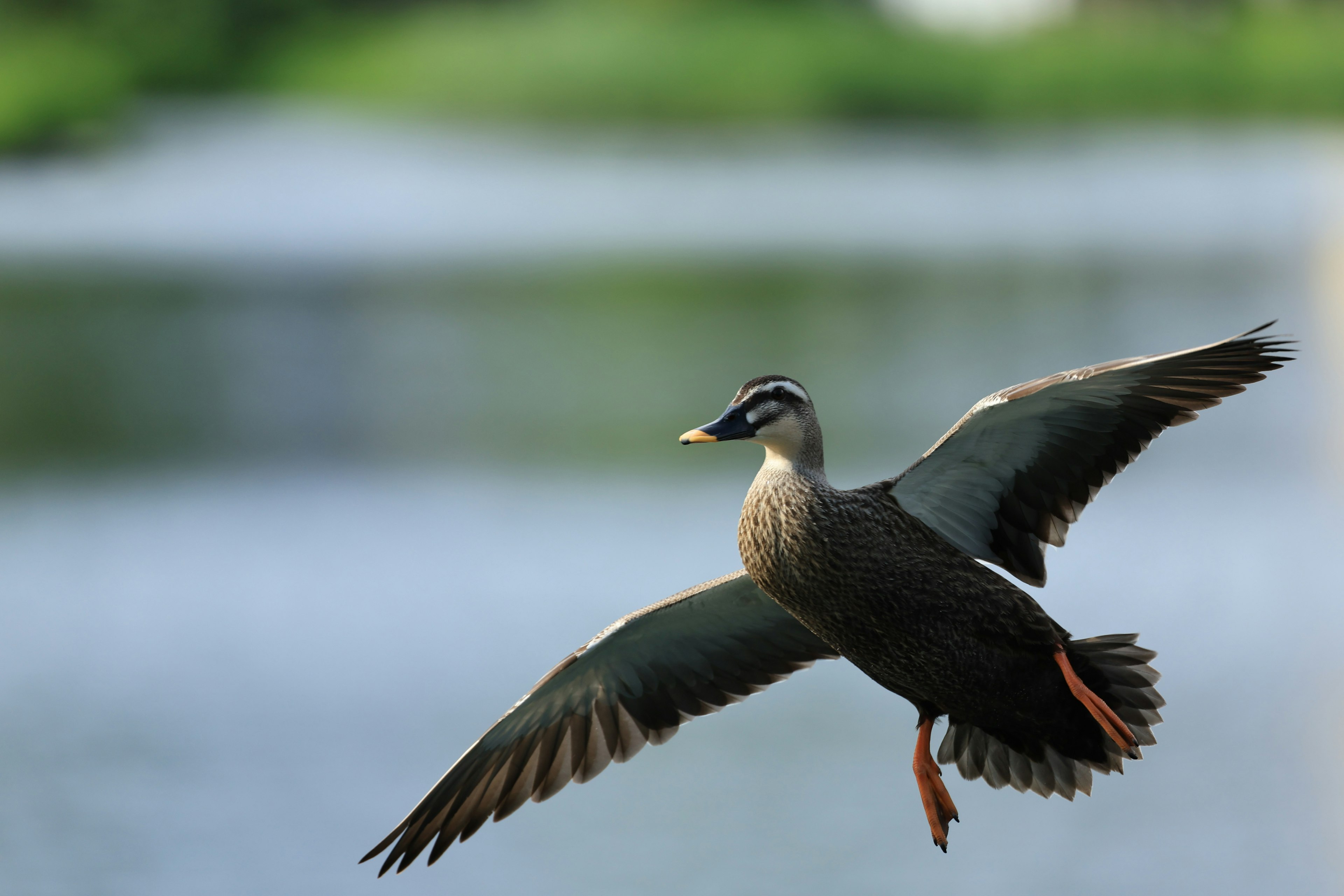 Seekor bebek terbang di atas air tenang