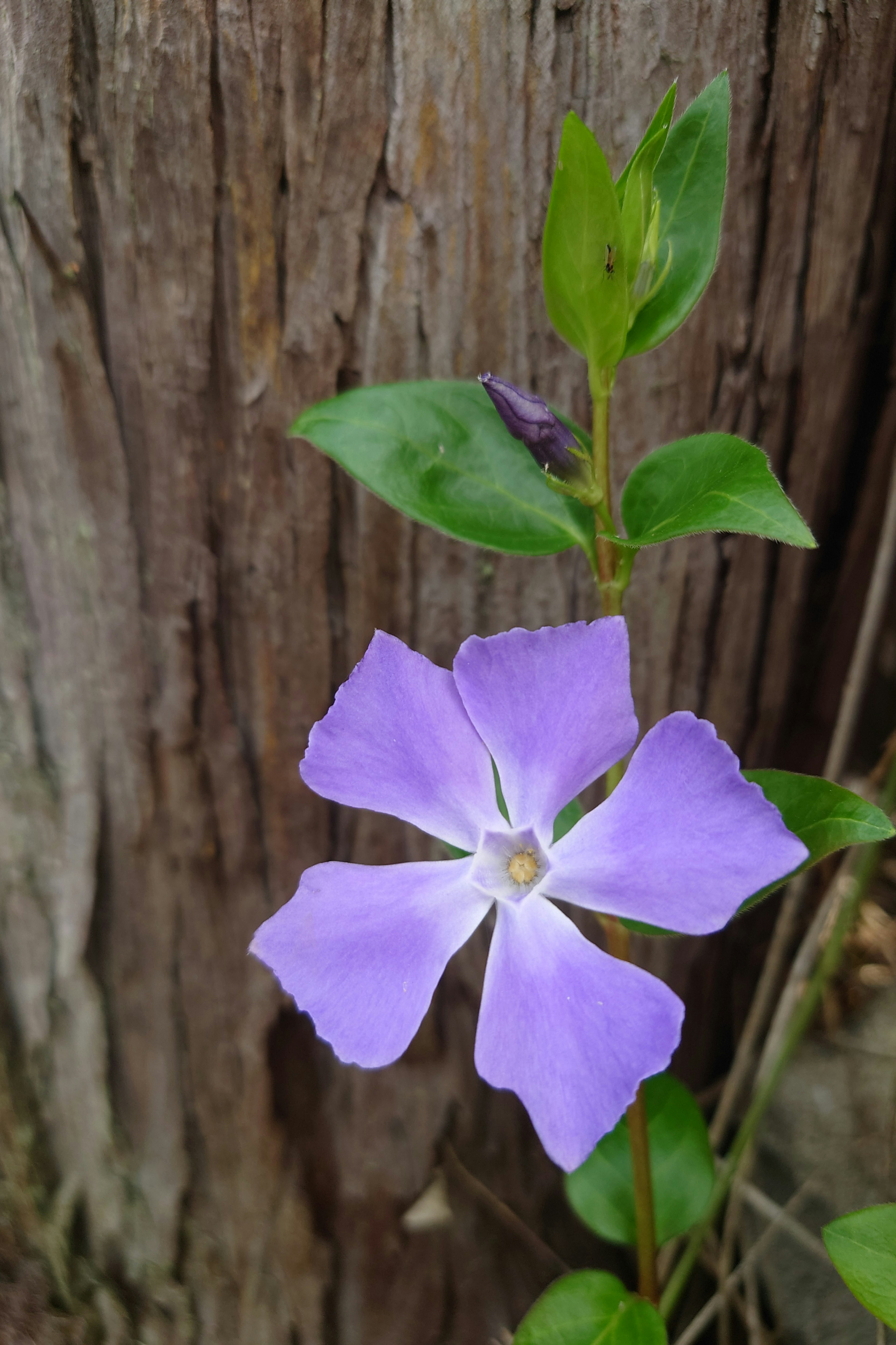 Purple flower with green leaves against a wooden background