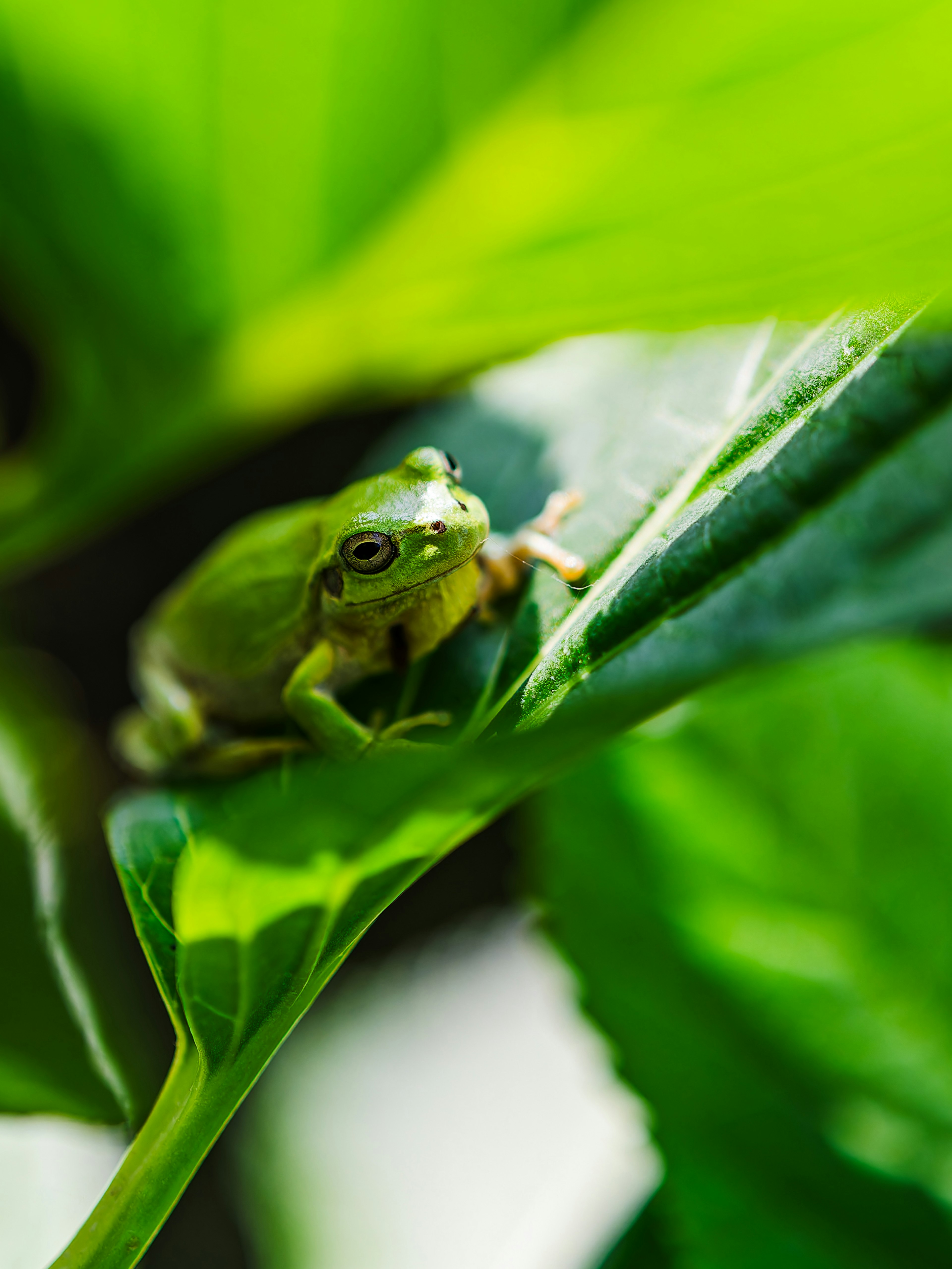 Petite grenouille verte assise sur des feuilles vertes