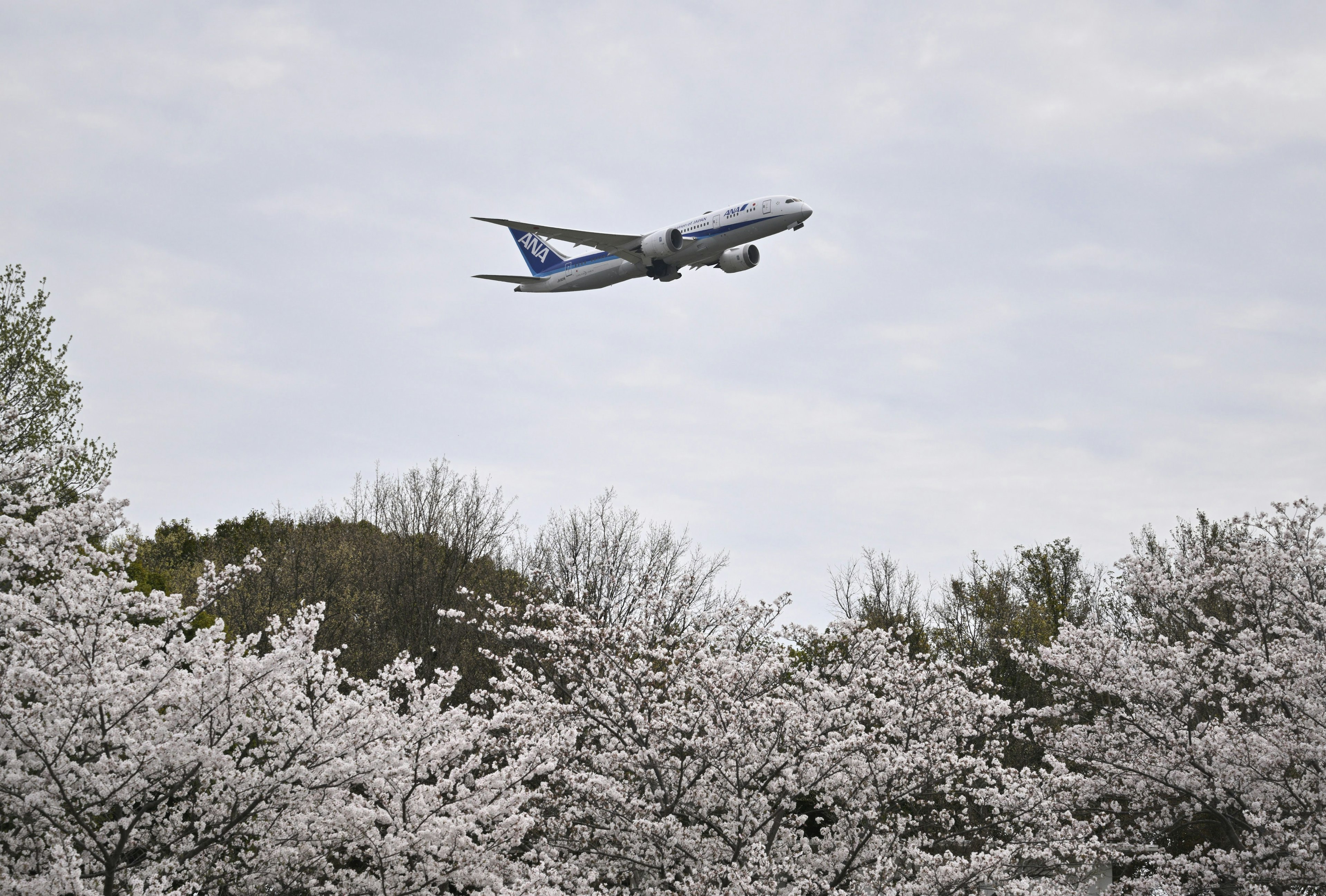 桜の木の上を飛ぶ飛行機の風景