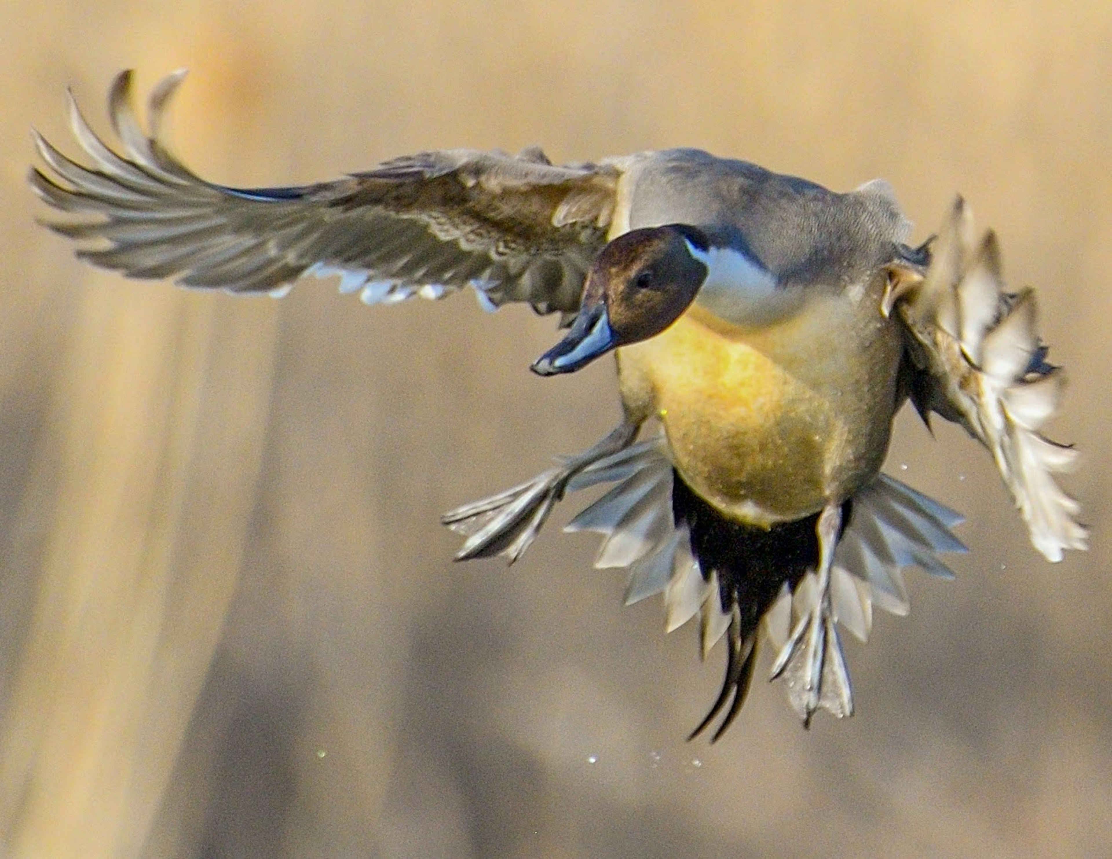 Image d'un Canard souchet en vol montrant son large déploiement d'ailes et ses couleurs vives