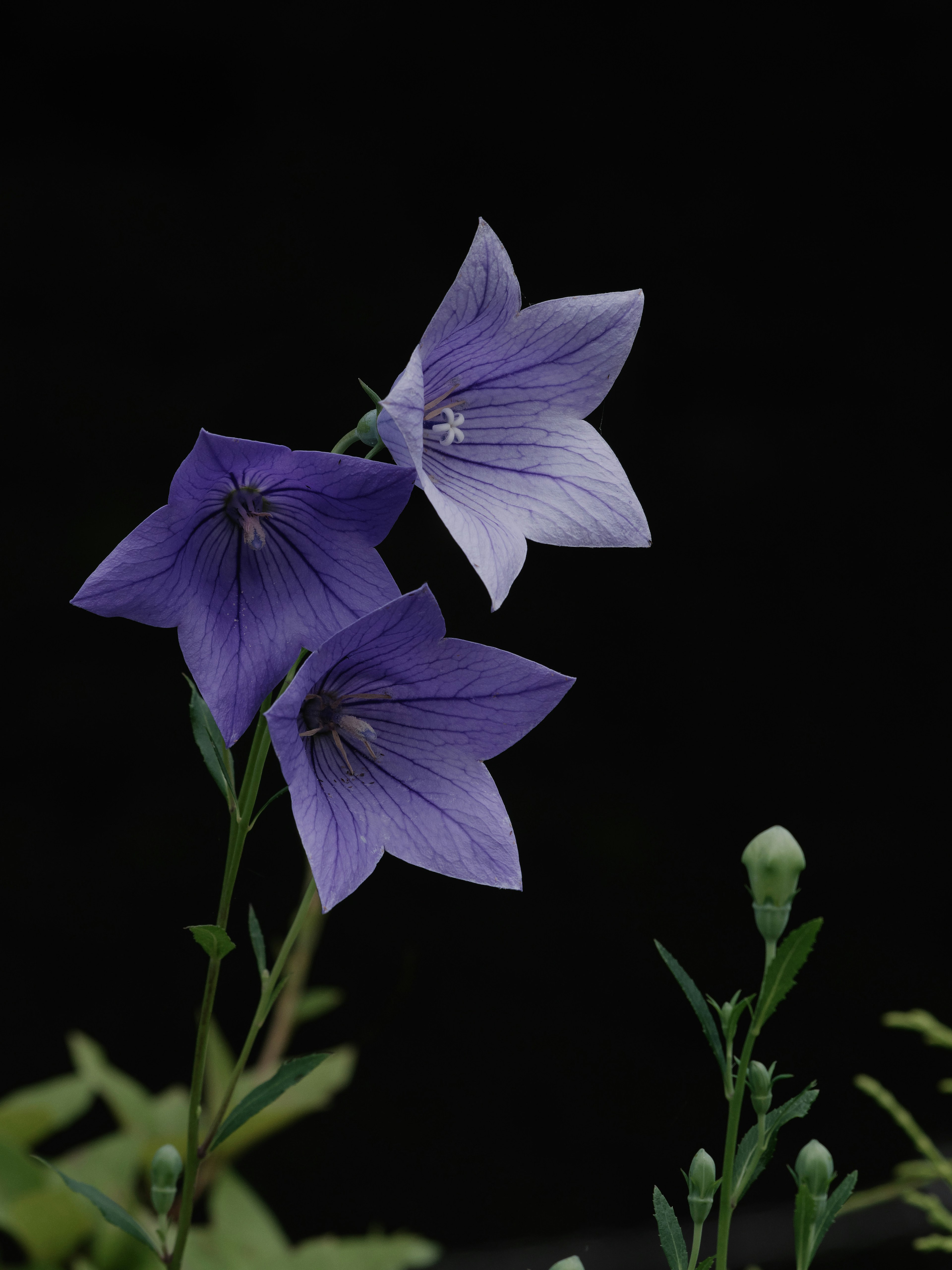 Lila Blumen vor einem dunklen Hintergrund