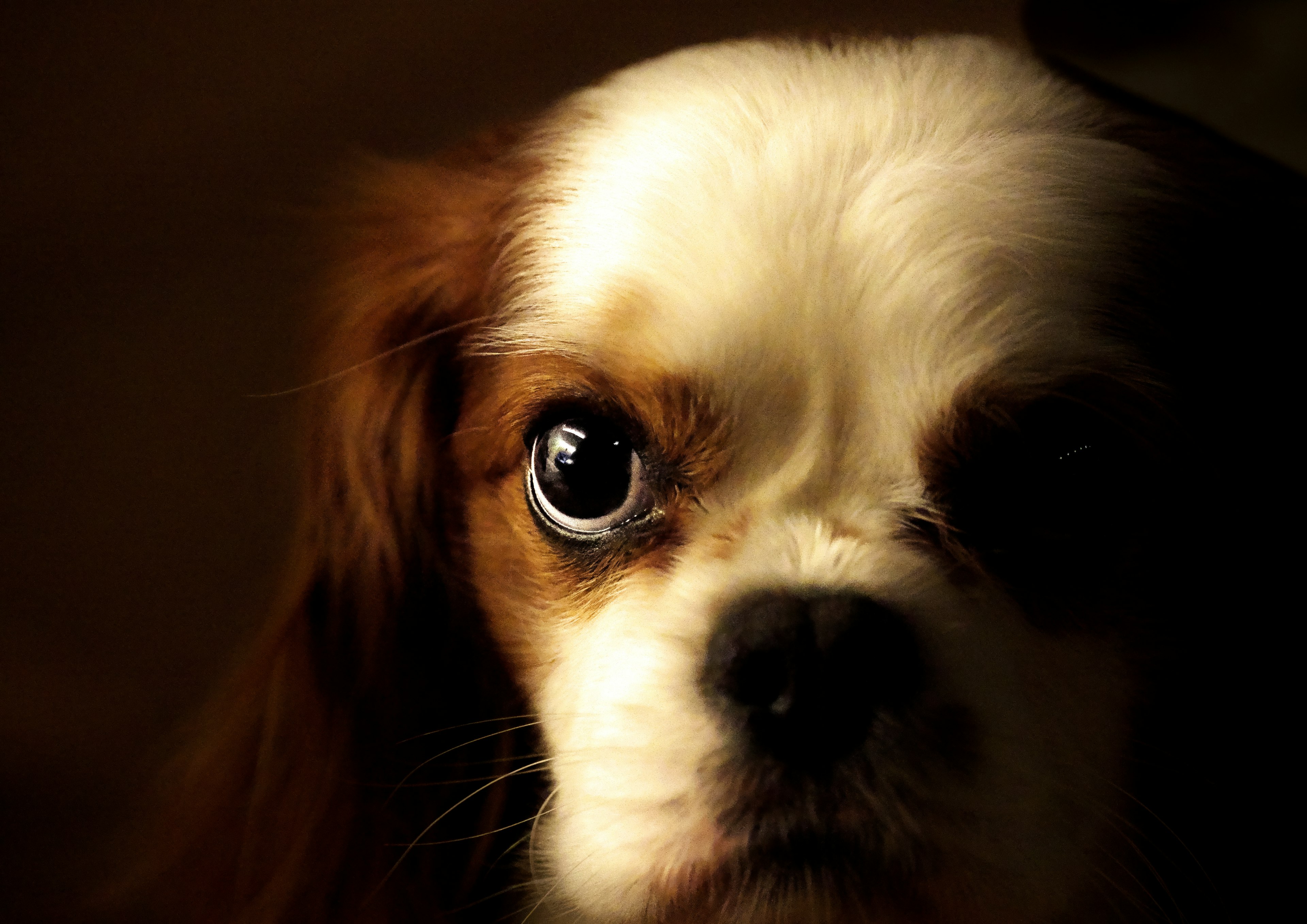 Nahaufnahme des Gesichts eines Cavalier King Charles Spaniel vor einem dunklen Hintergrund