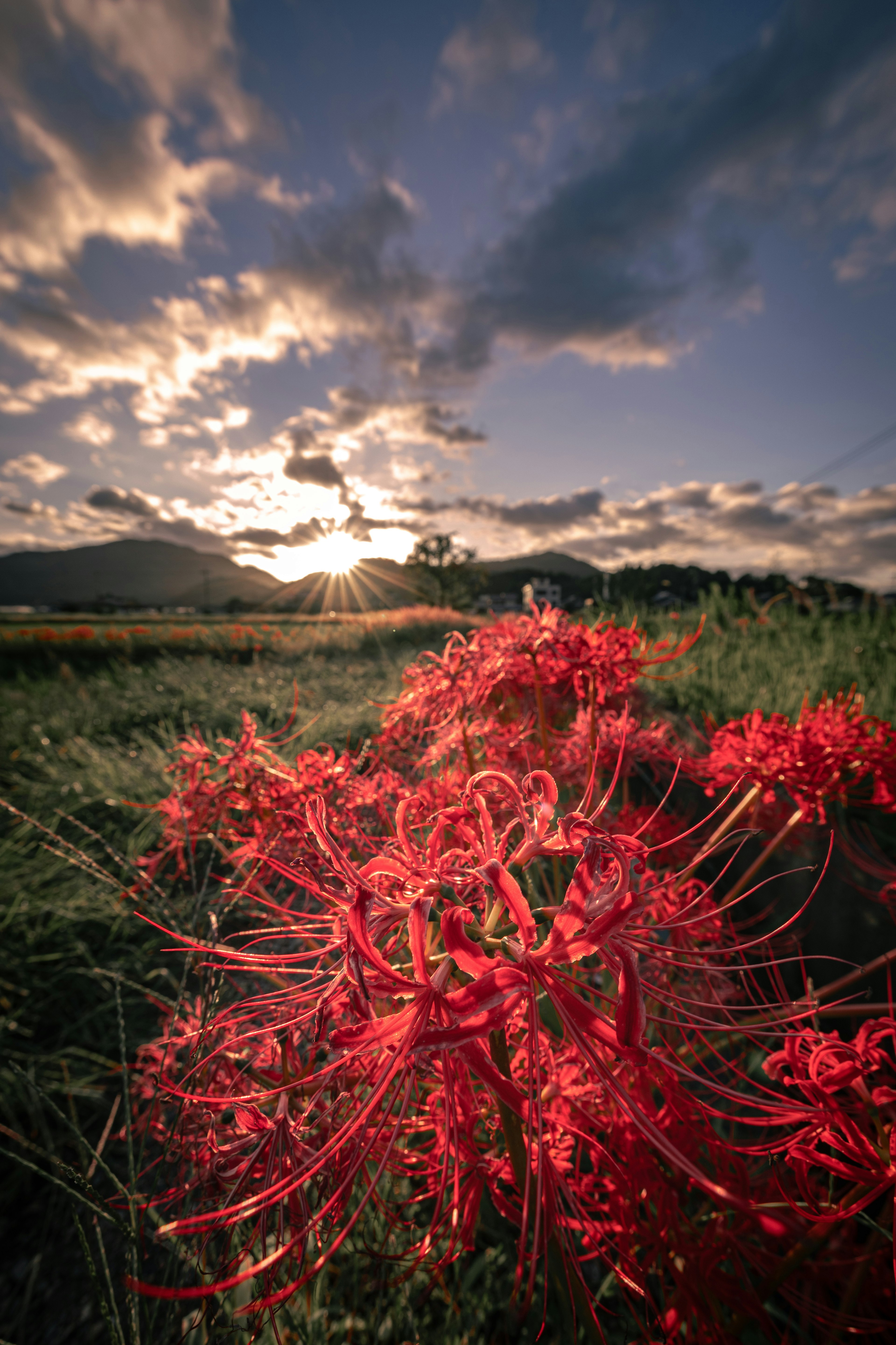 Close-up of red spider lilies in a sunset landscape