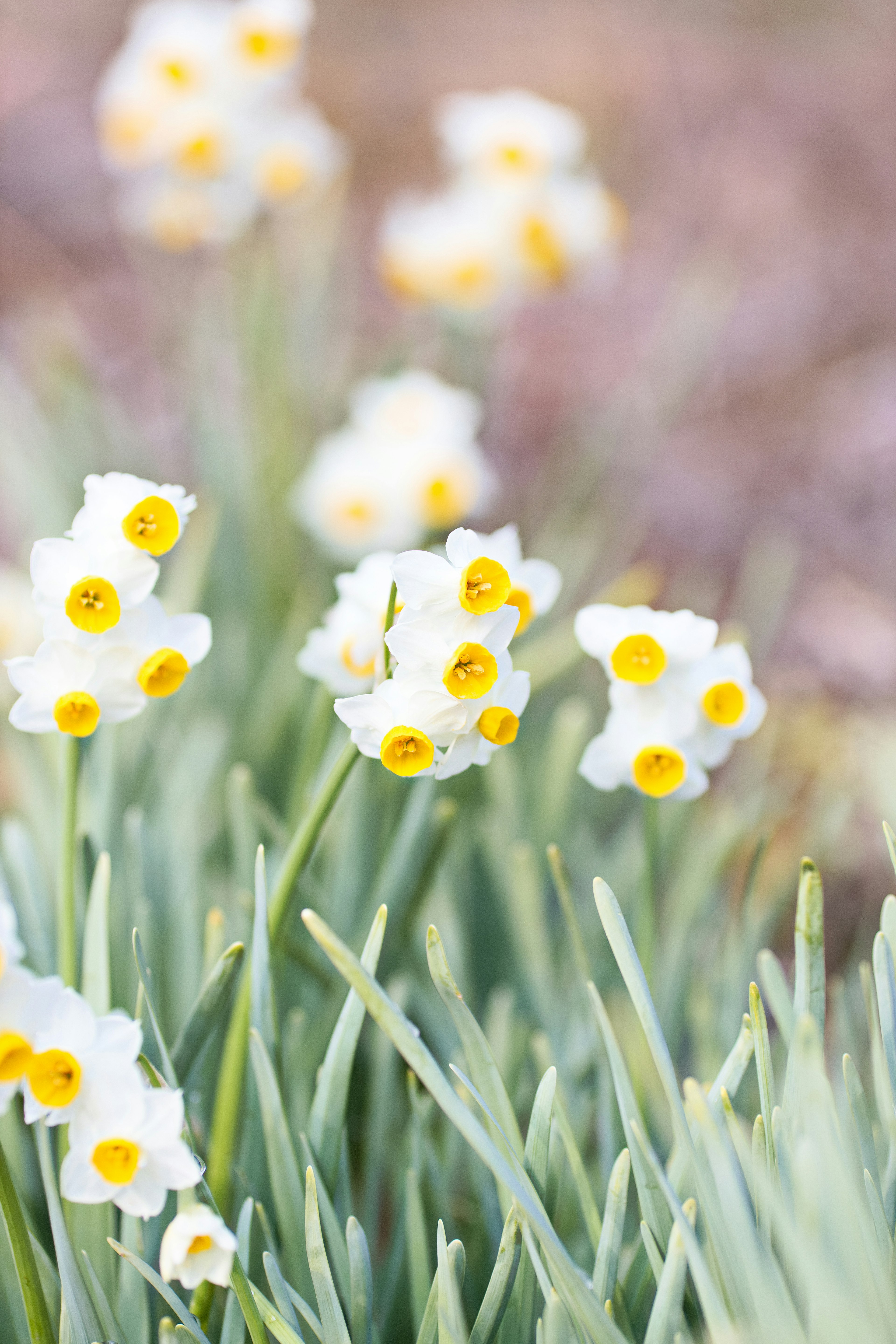 Groupe de fleurs blanches avec des centres jaunes dans une zone herbeuse