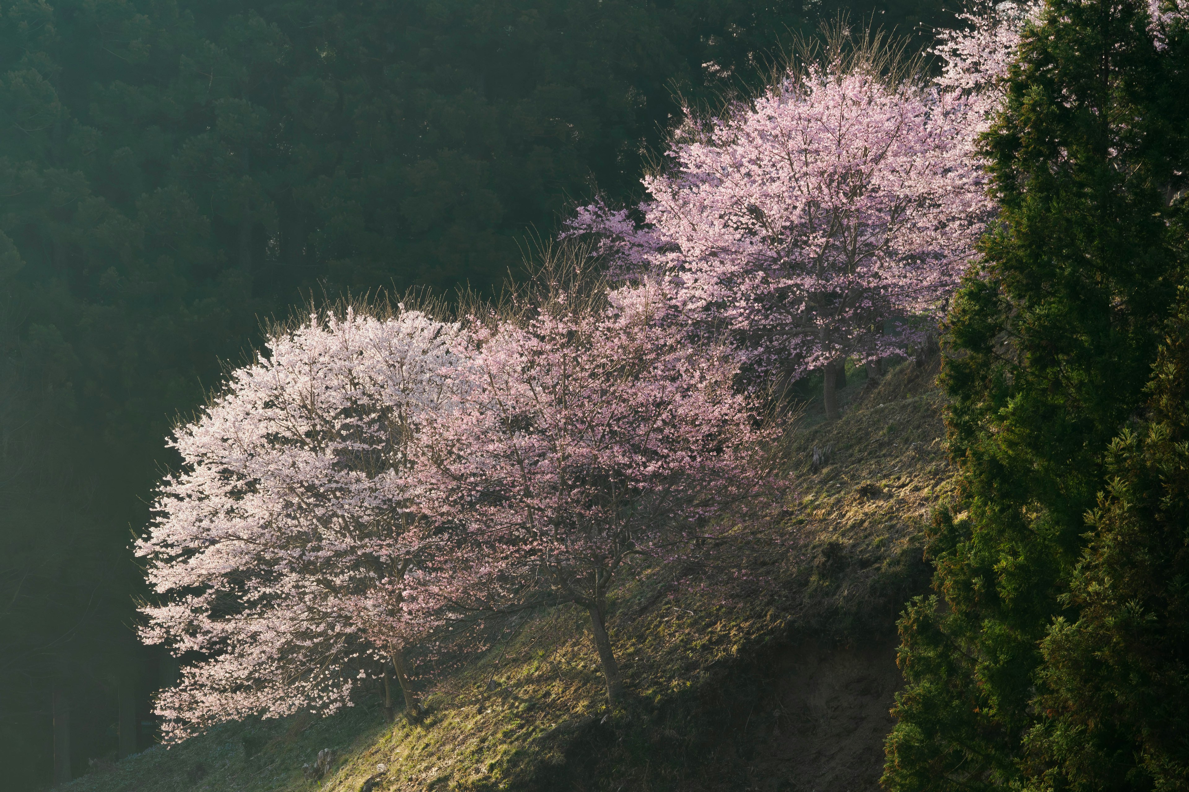 Alberi di ciliegio in fiore su una collina verde