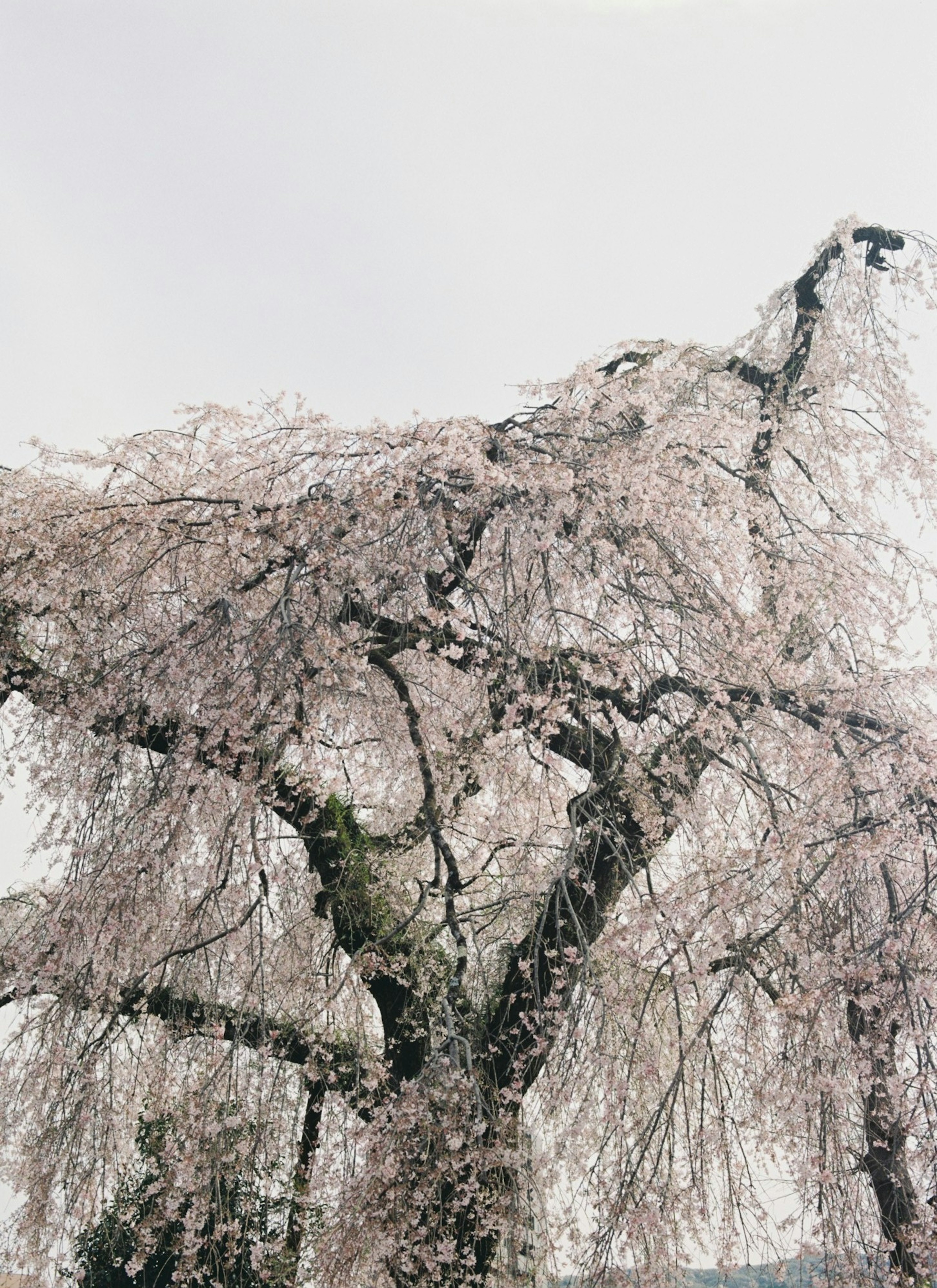 桜の花が満開の木の枝が垂れ下がる美しい風景