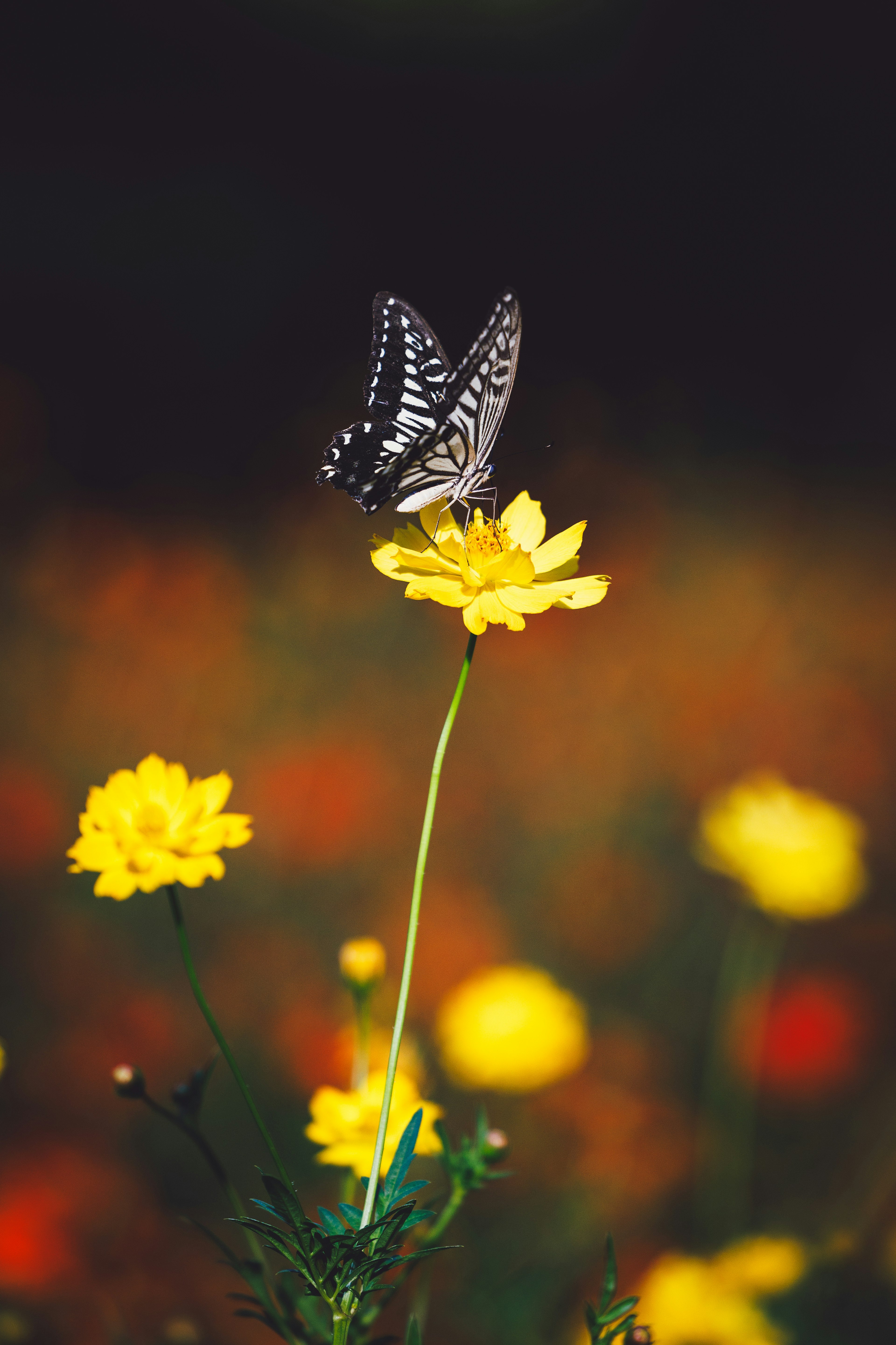 Una mariposa posada en una flor amarilla contra un fondo oscuro