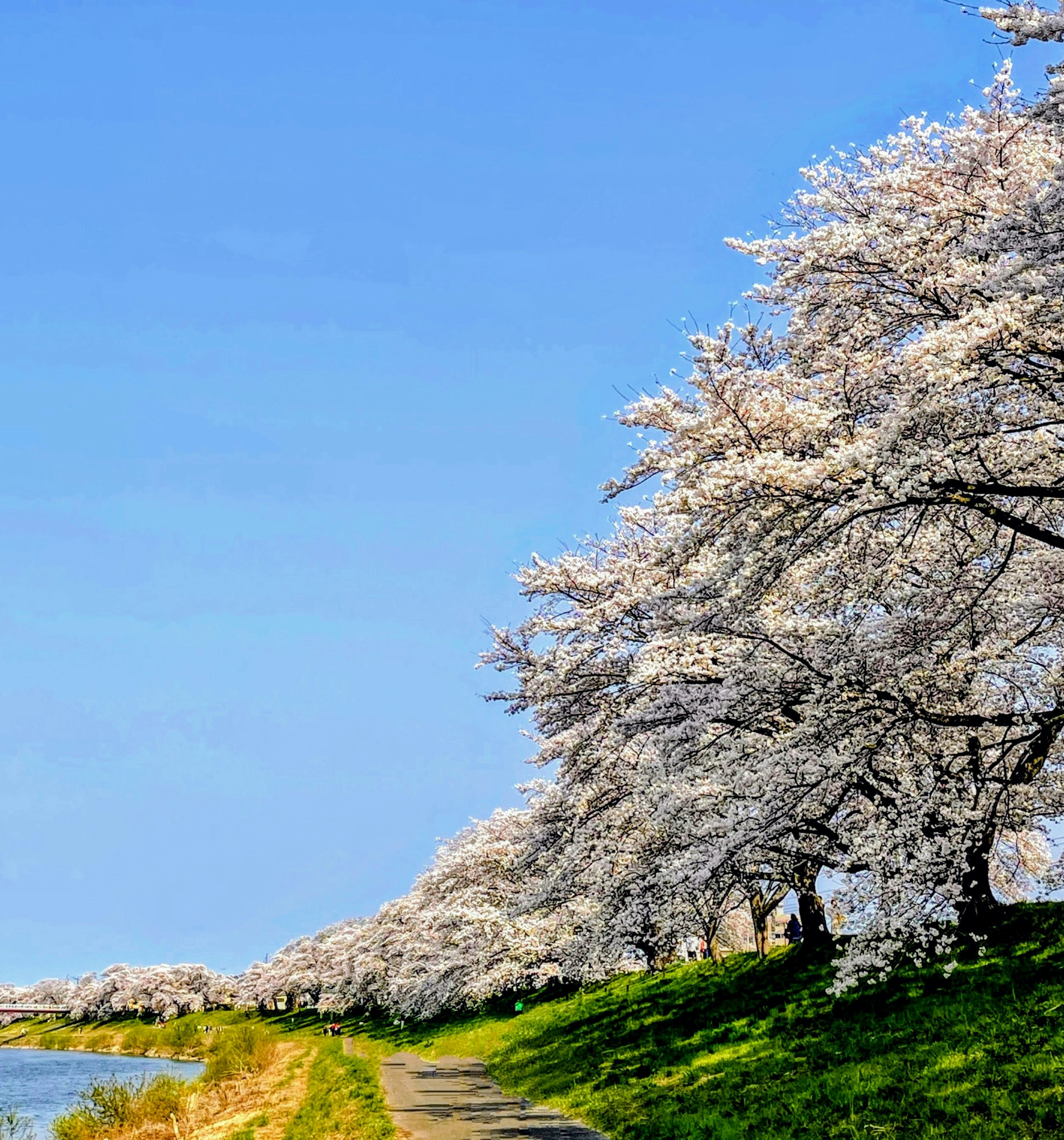 Scenic riverside view with cherry blossom trees under a blue sky