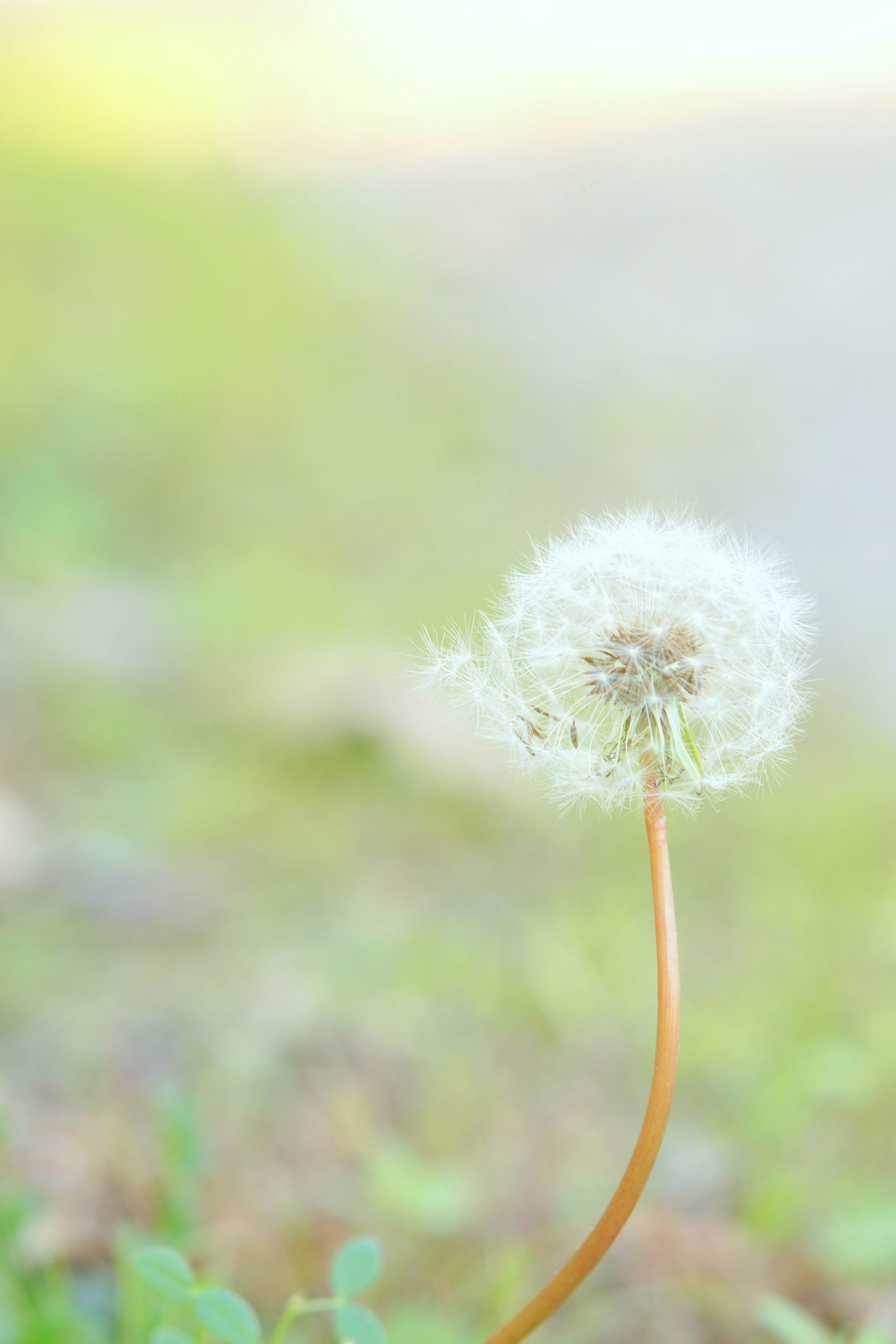 Dandelion putih di bawah langit biru