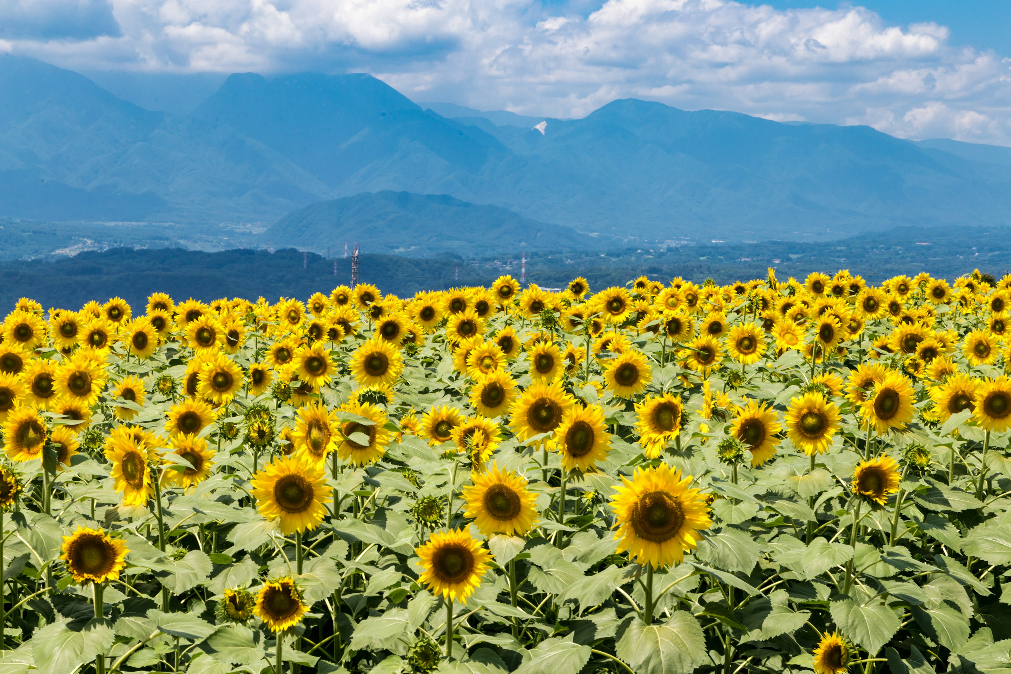 Campo de girasoles bajo un cielo azul con montañas al fondo