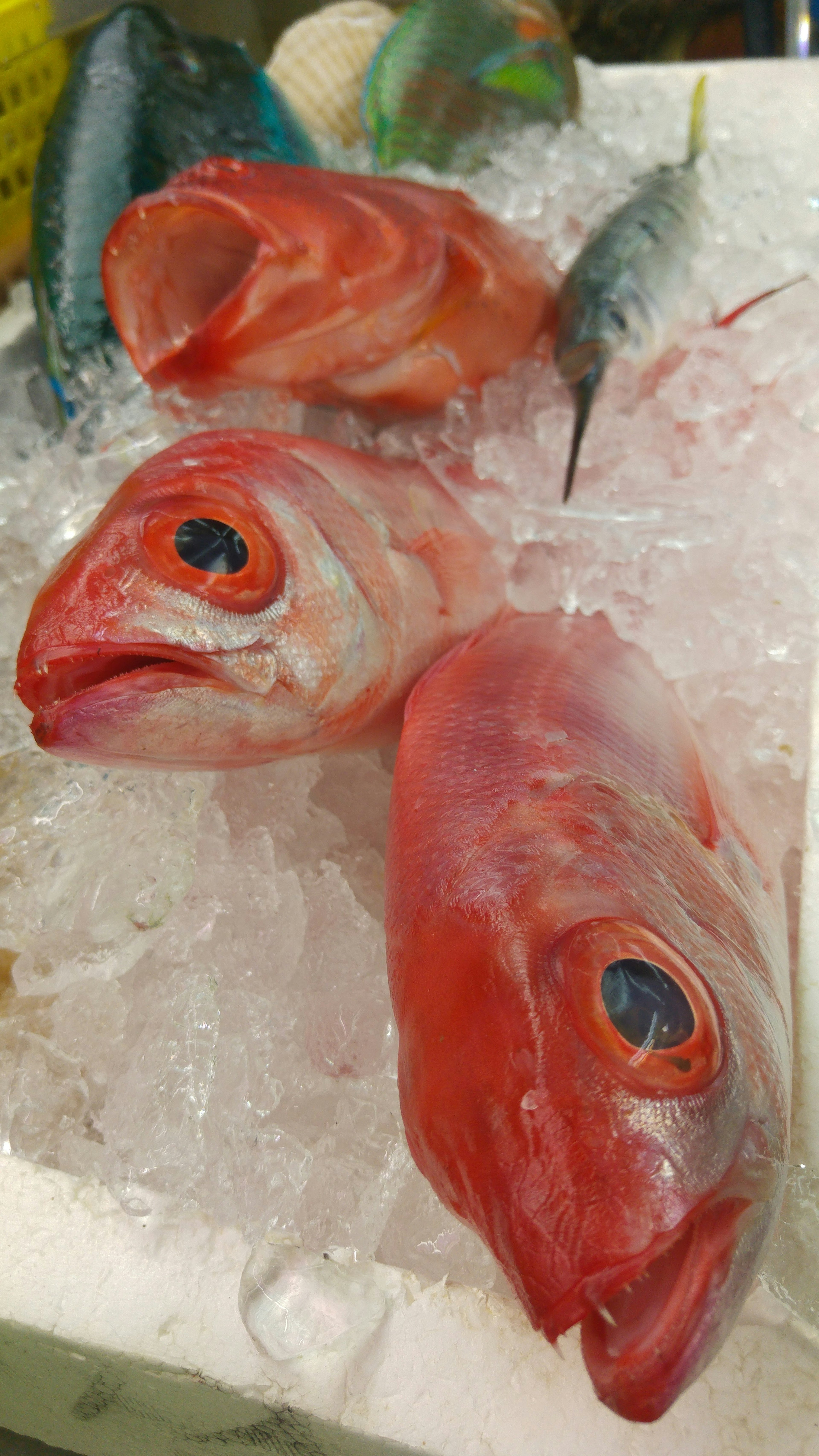 Three vibrant red fish heads placed on ice