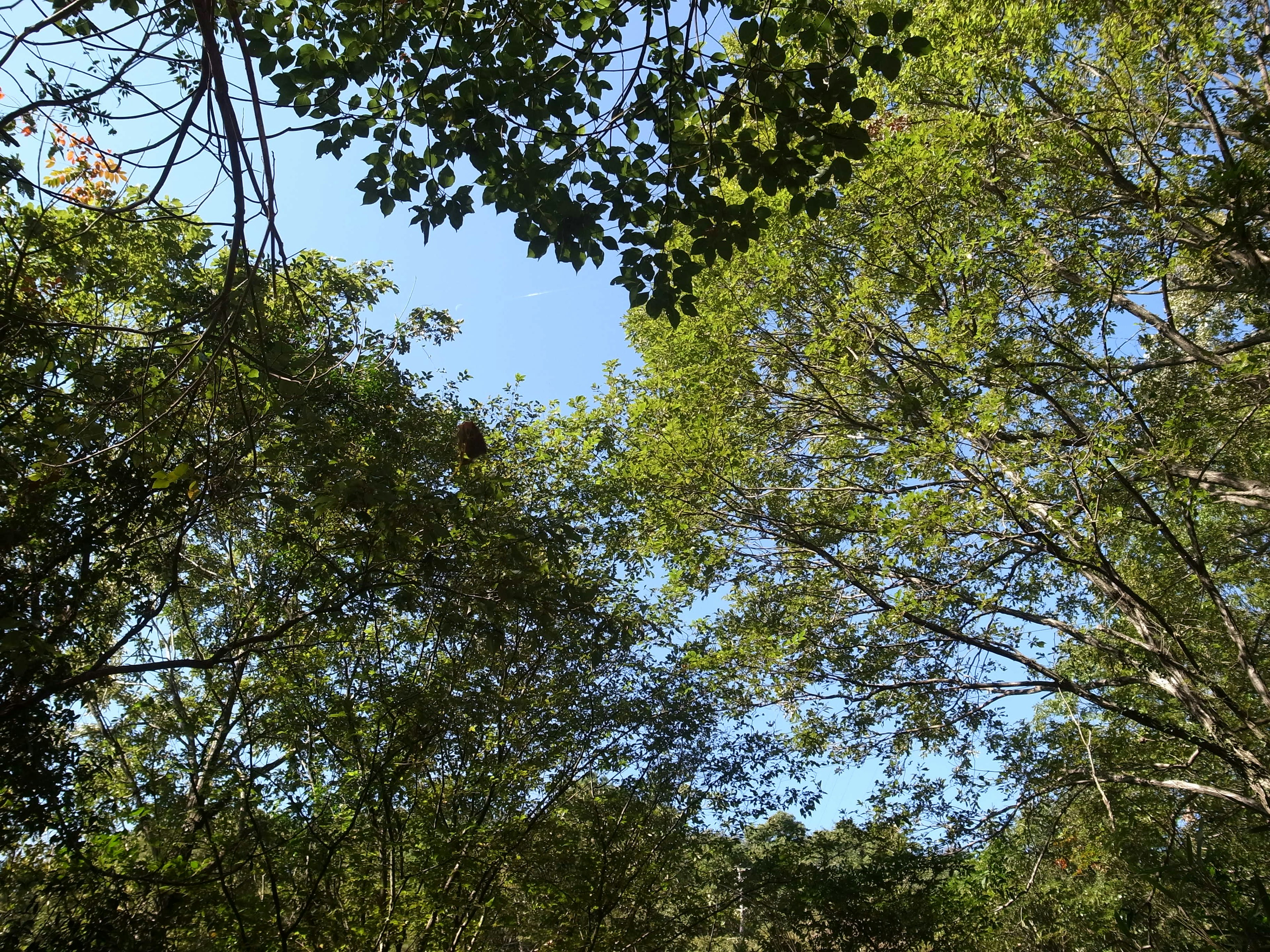 Scena naturale circondata da alberi verdi e cielo blu