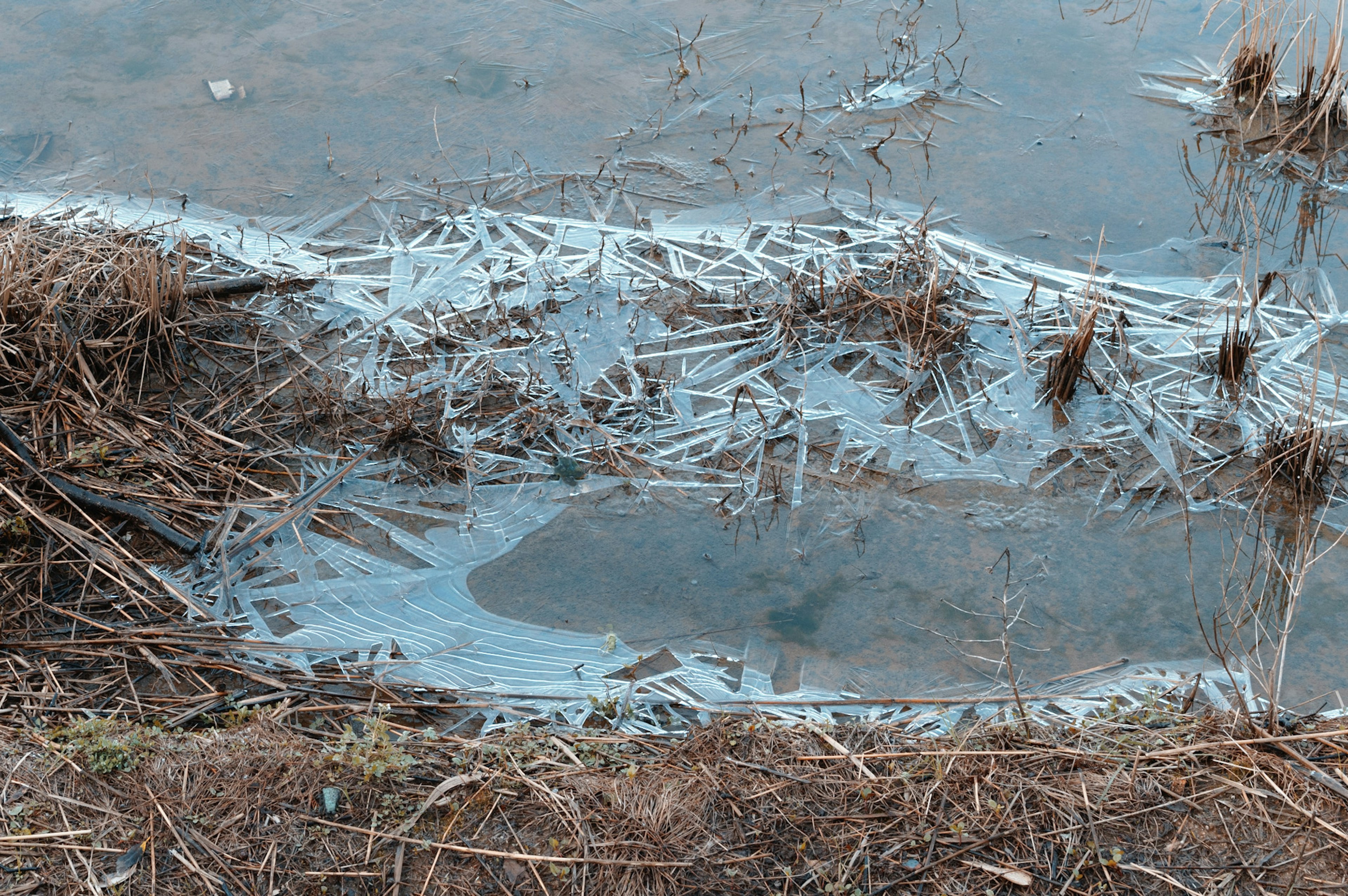 Wasseroberfläche mit Gras- und Eismustern