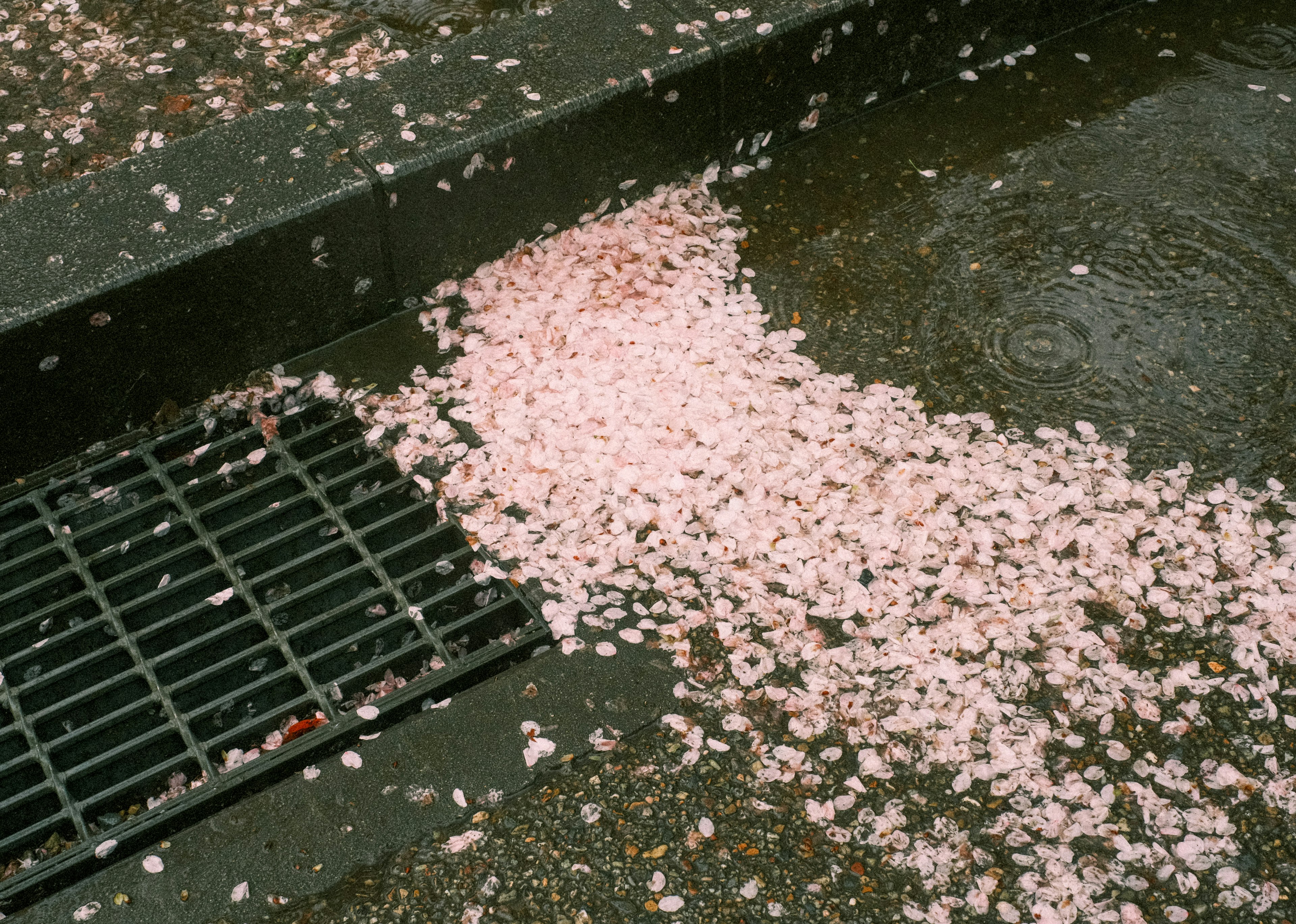 Pétalos de cerezo esparcidos en un pavimento húmedo cerca de un desagüe