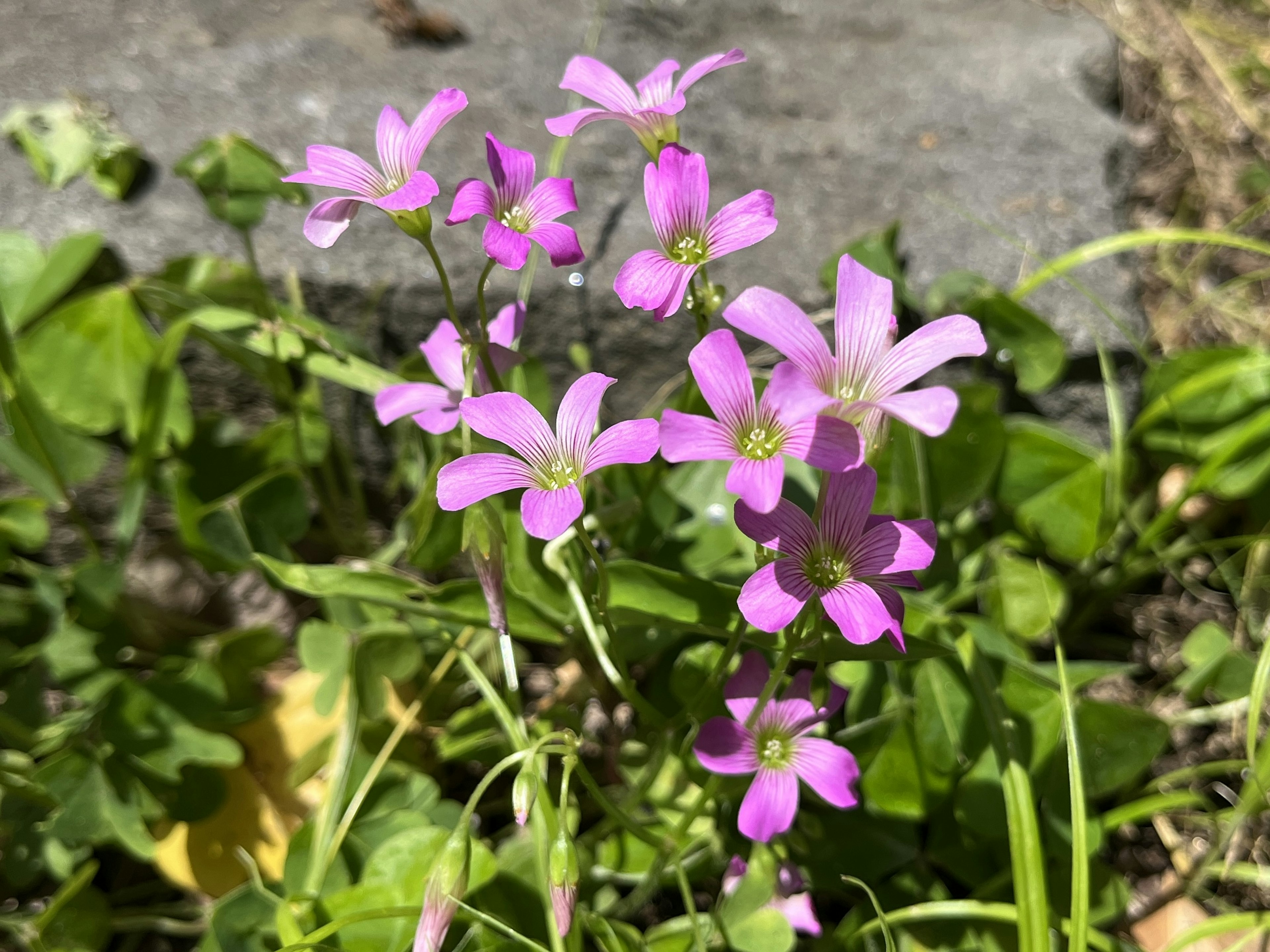 一簇小粉色花朵在绿色草地中绽放