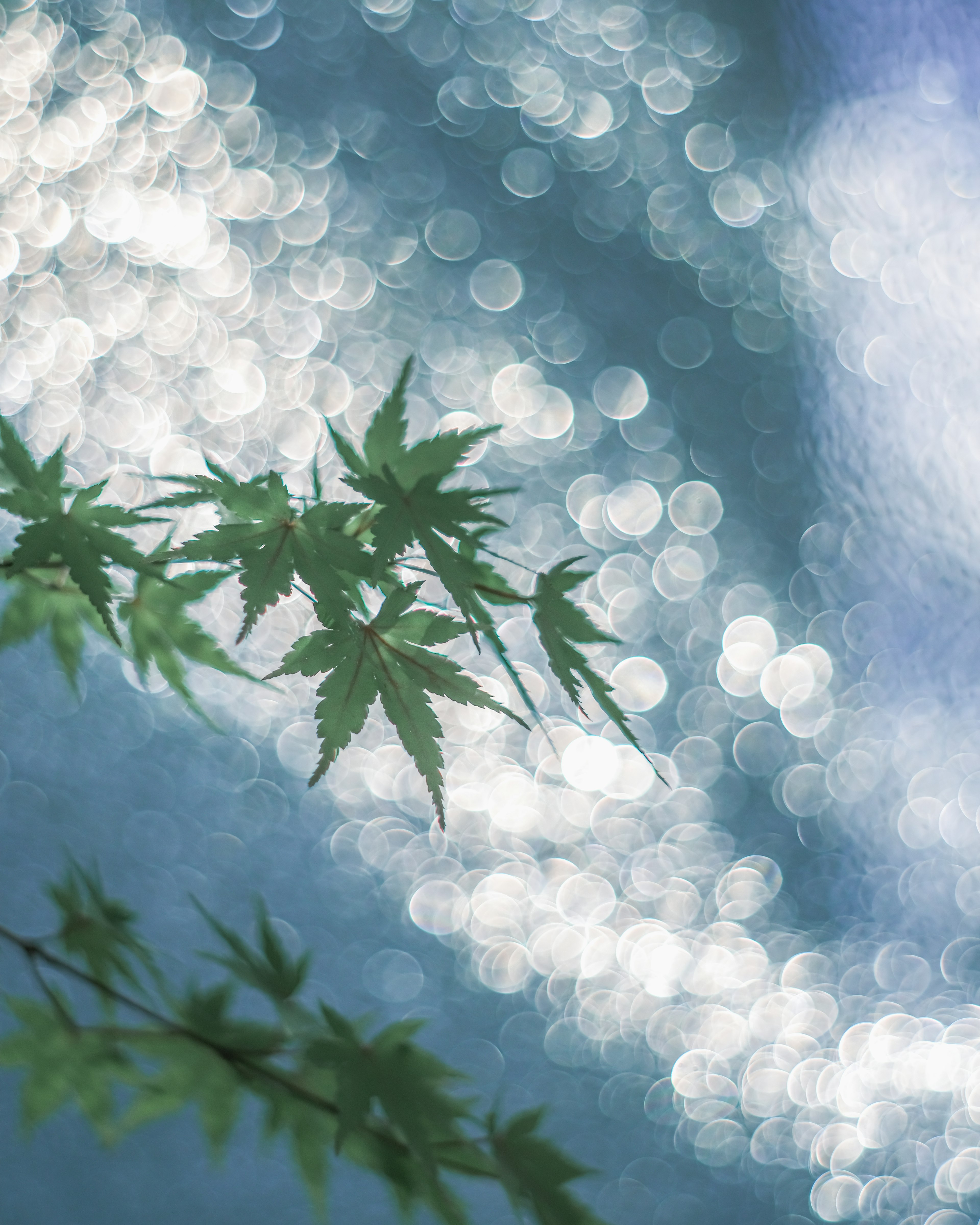 Green maple leaves against a shimmering blue water surface