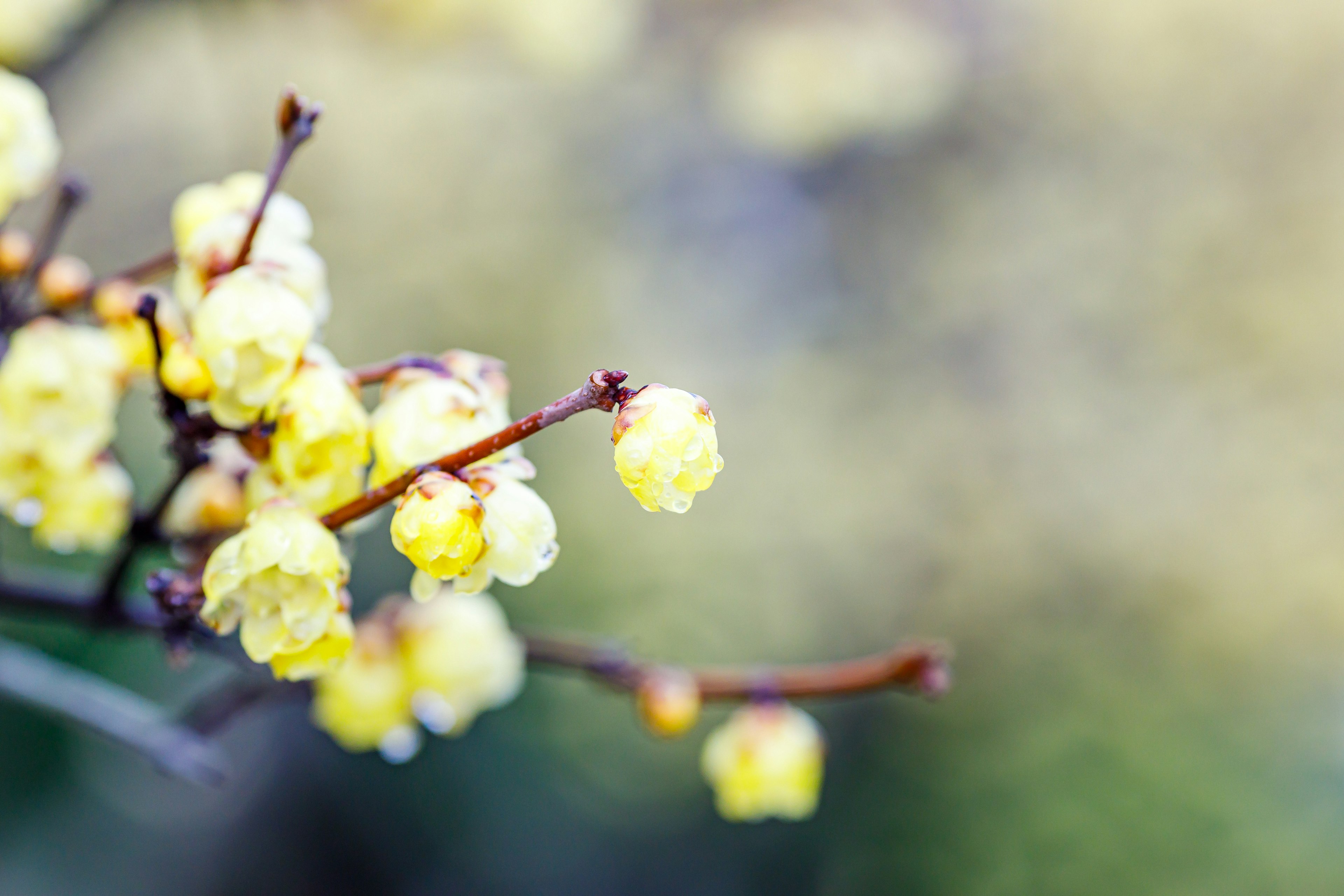 Gros plan d'une branche avec des fleurs jaunes