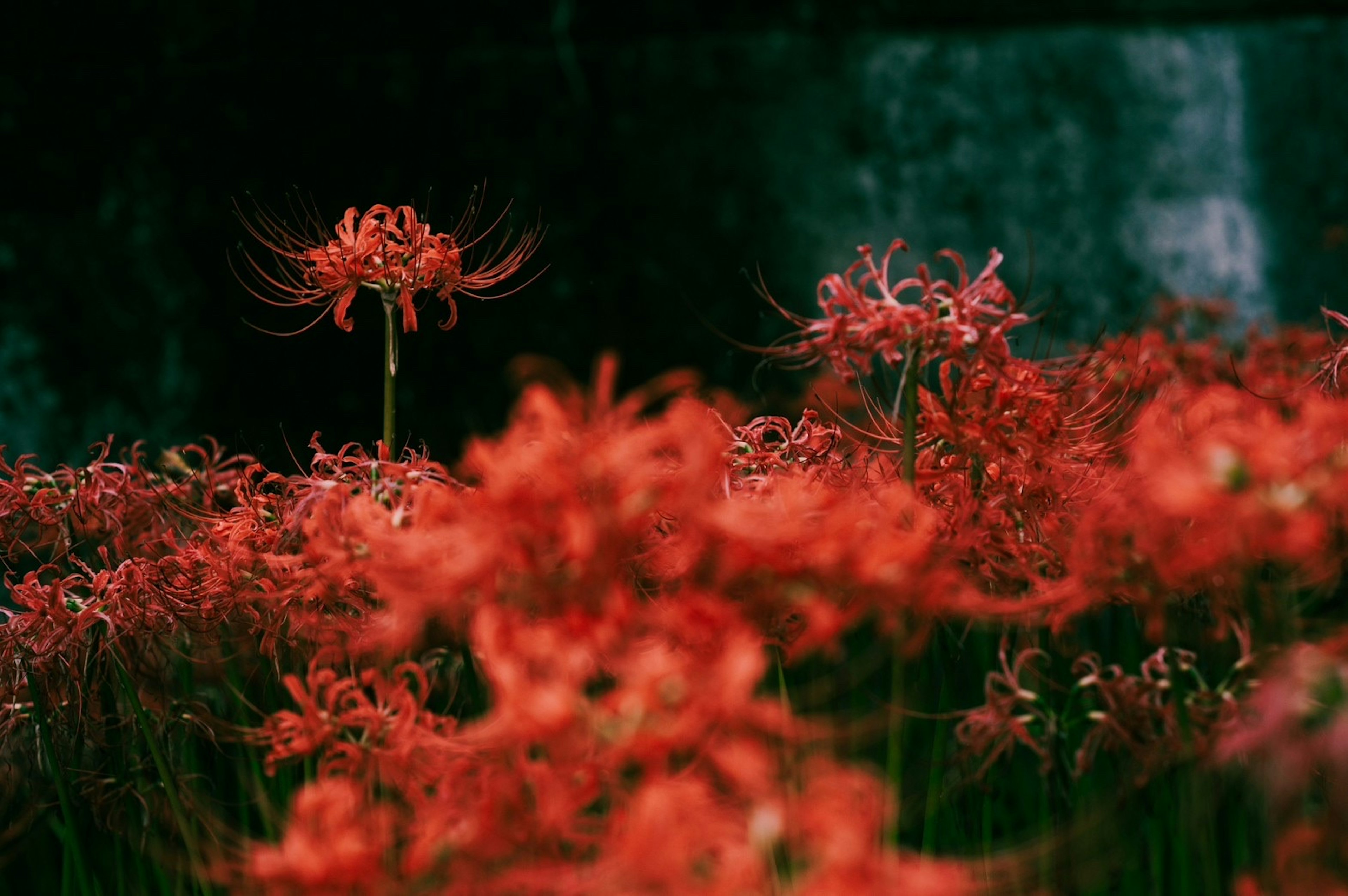 Kumpulan bunga lily laba-laba merah dengan latar belakang hijau kabur