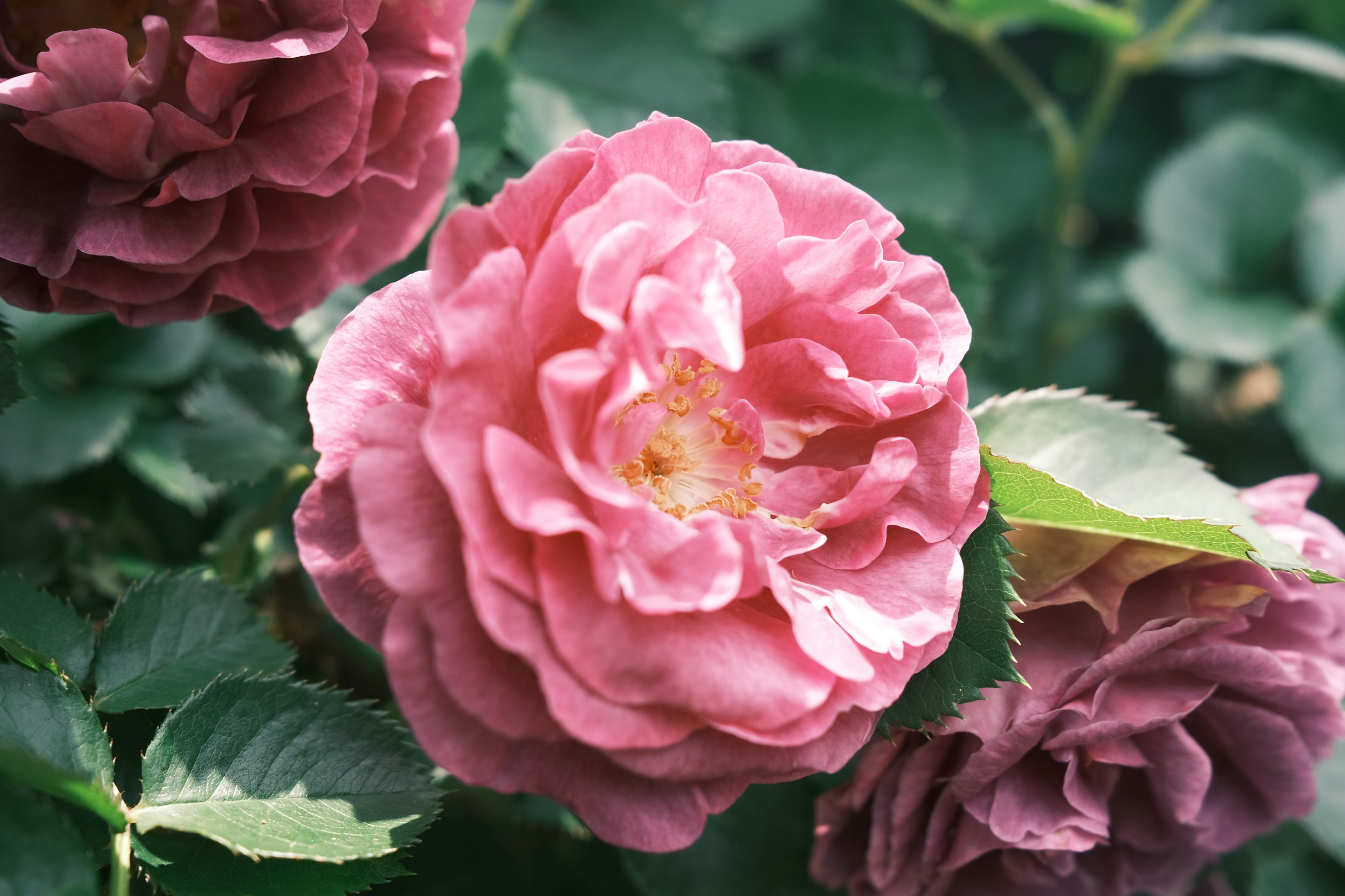 Close-up of pink roses with lush green leaves