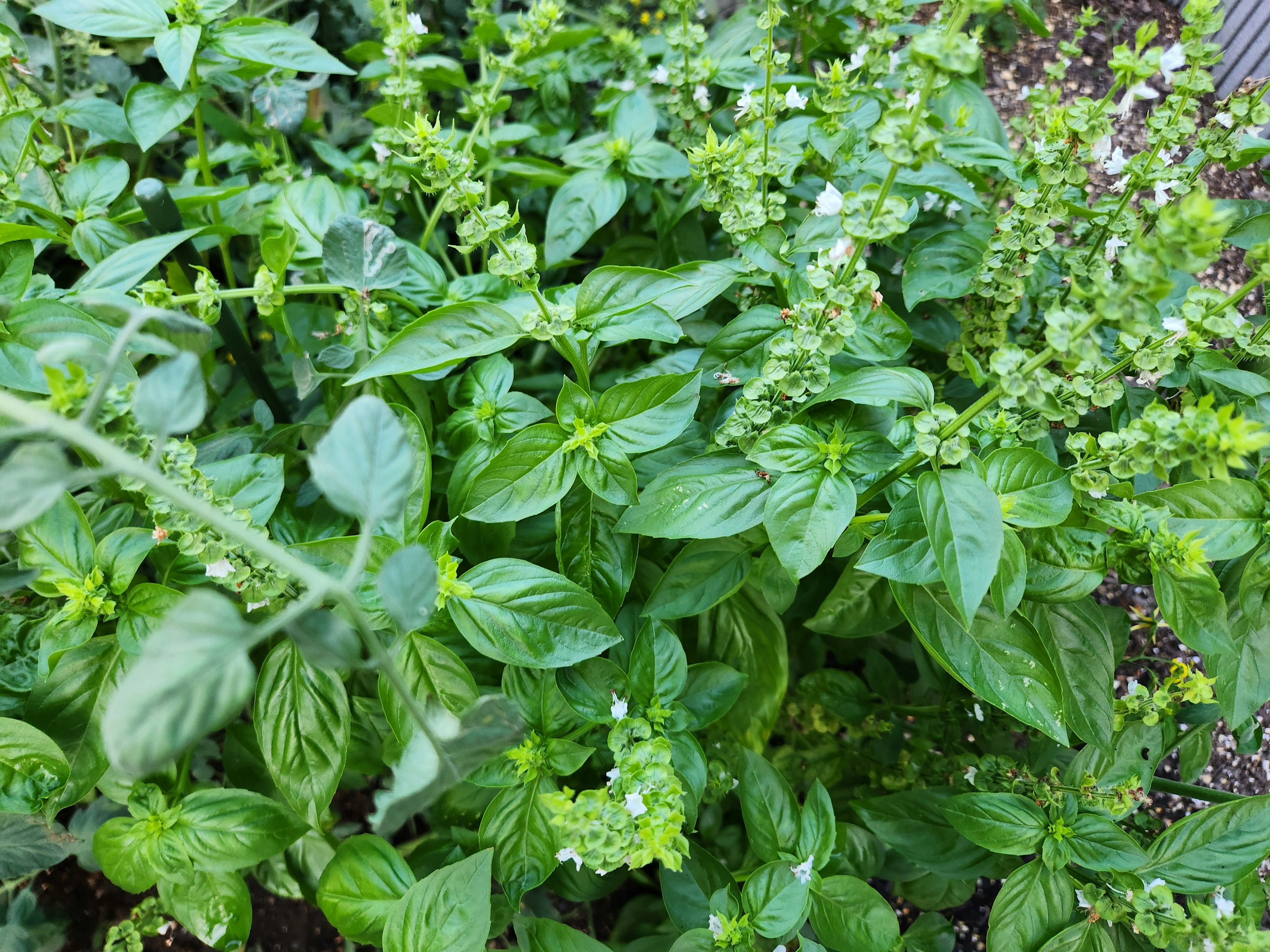 Lush green basil leaves with small white flowers