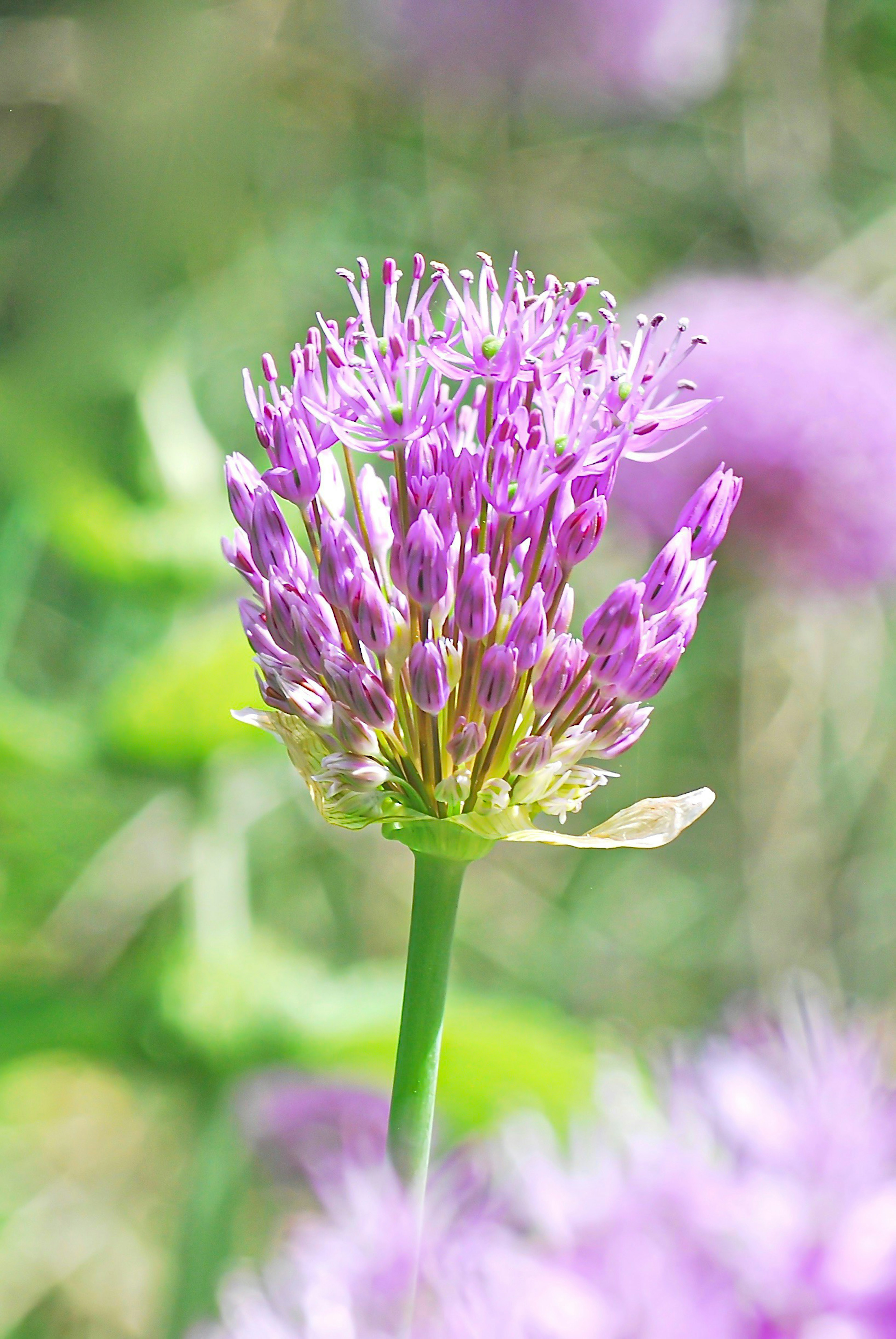 紫色の花が咲いている植物のクローズアップ