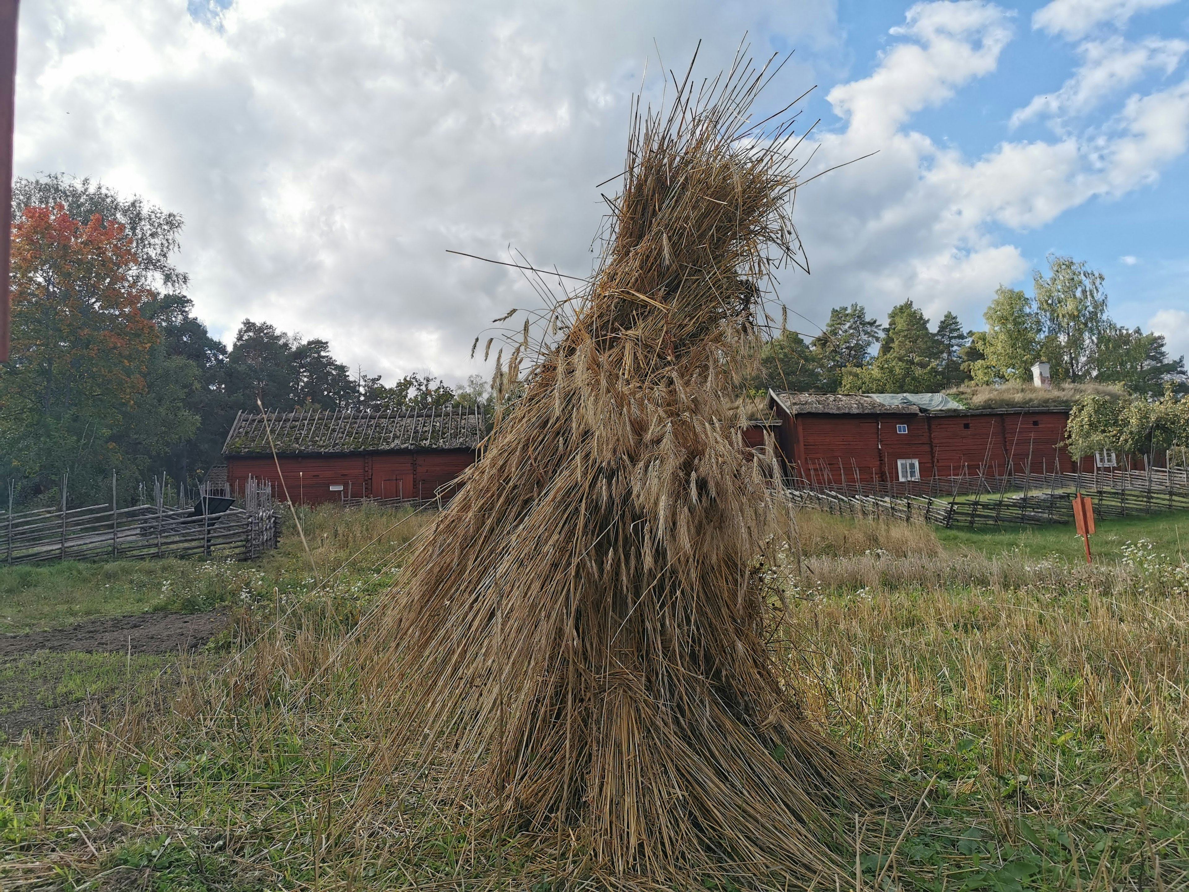 A bundle of grass standing in a field with red barns in the background