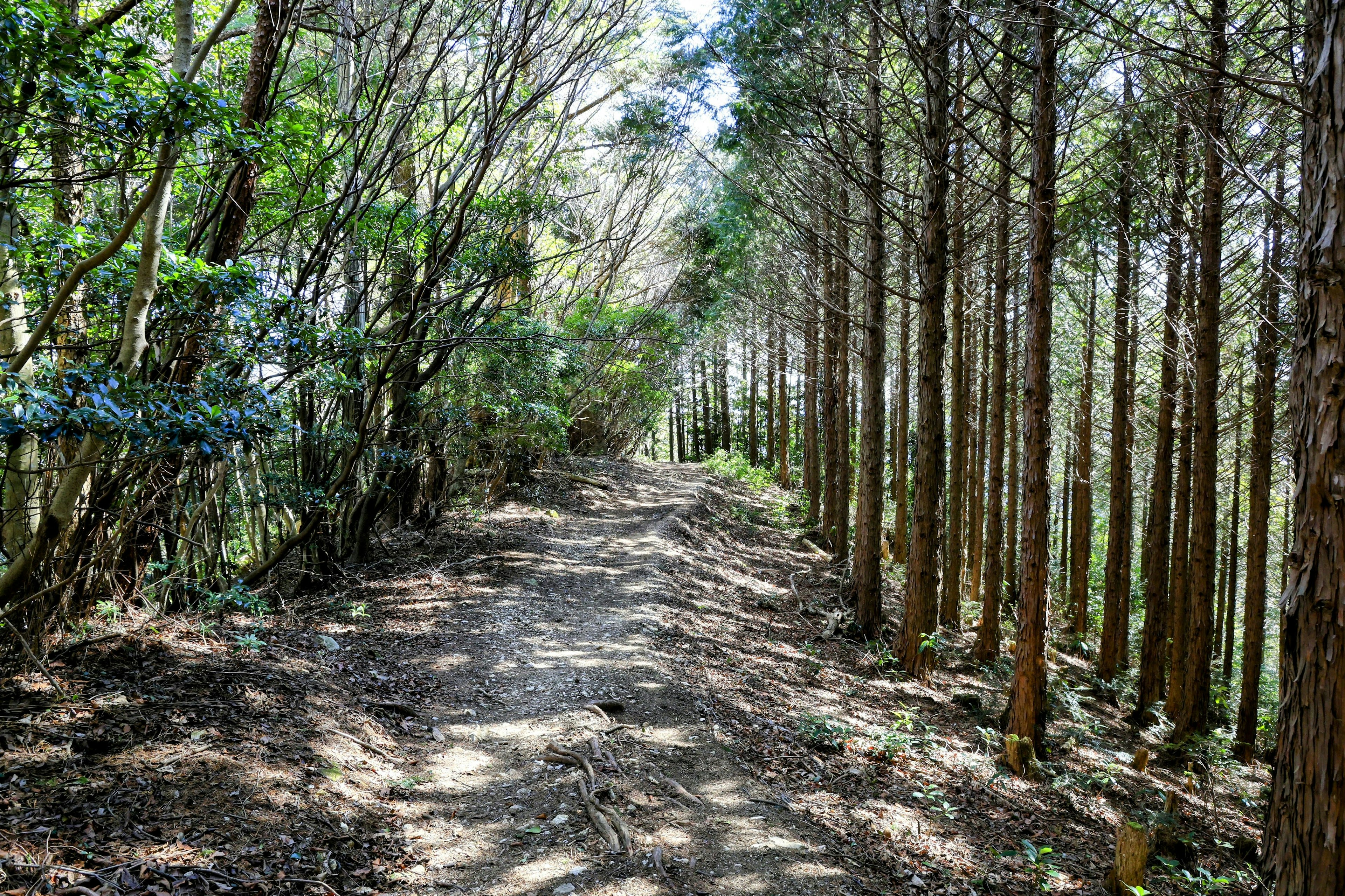 A tranquil forest path lined with tall trees