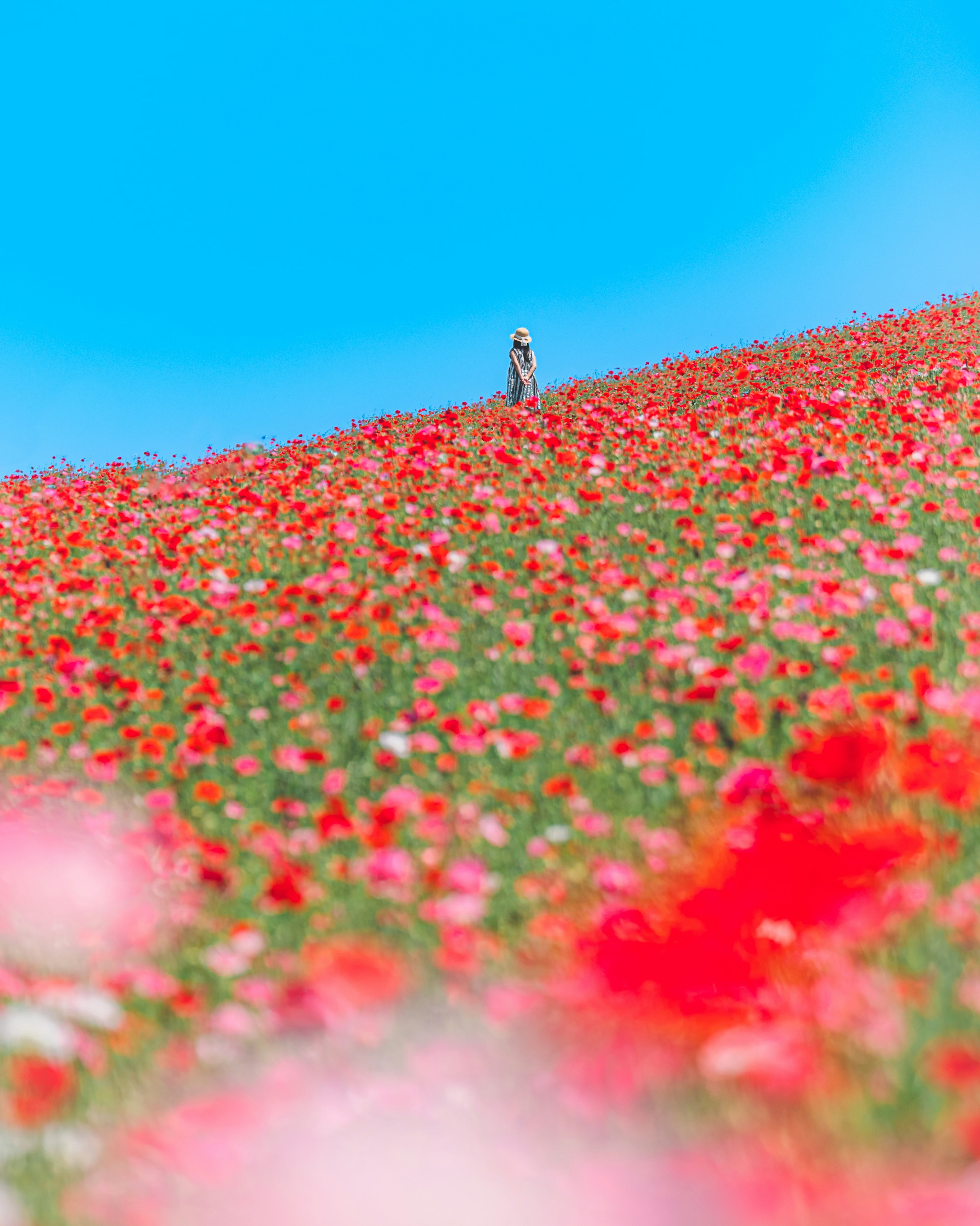 Campo vibrante de flores rojas bajo un cielo azul con una figura a lo lejos