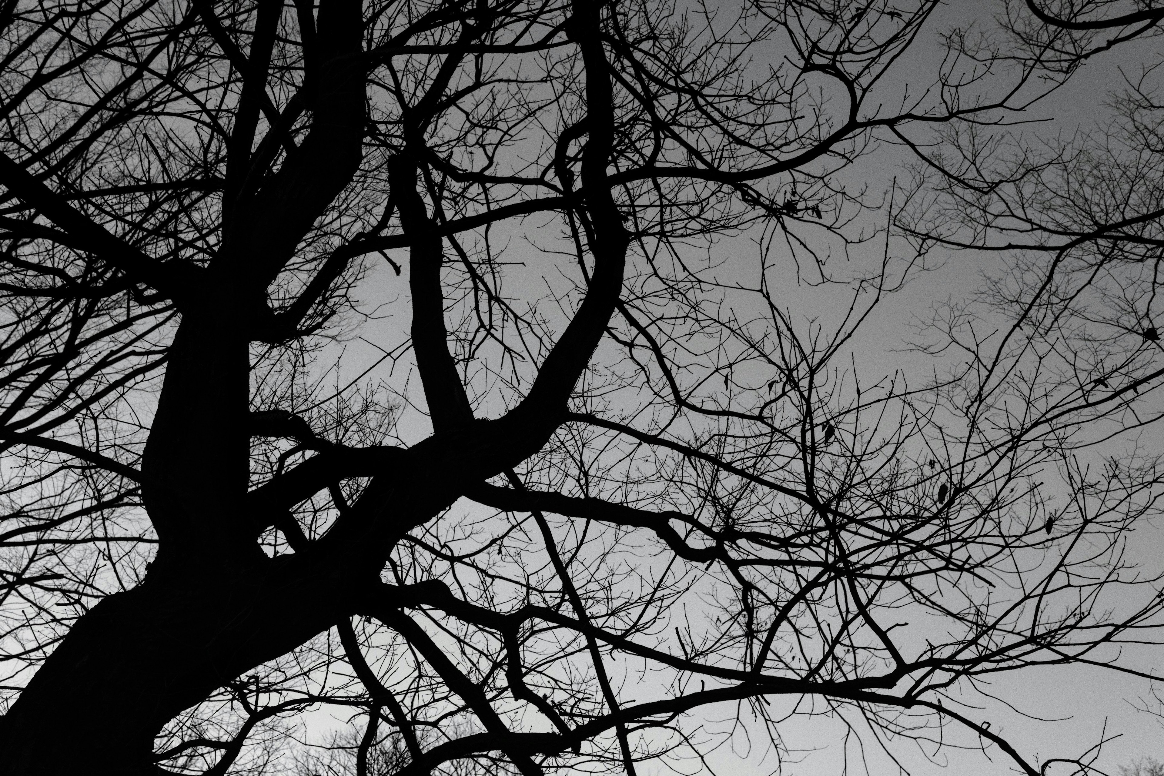 Silhouette of black tree branches against a gray background