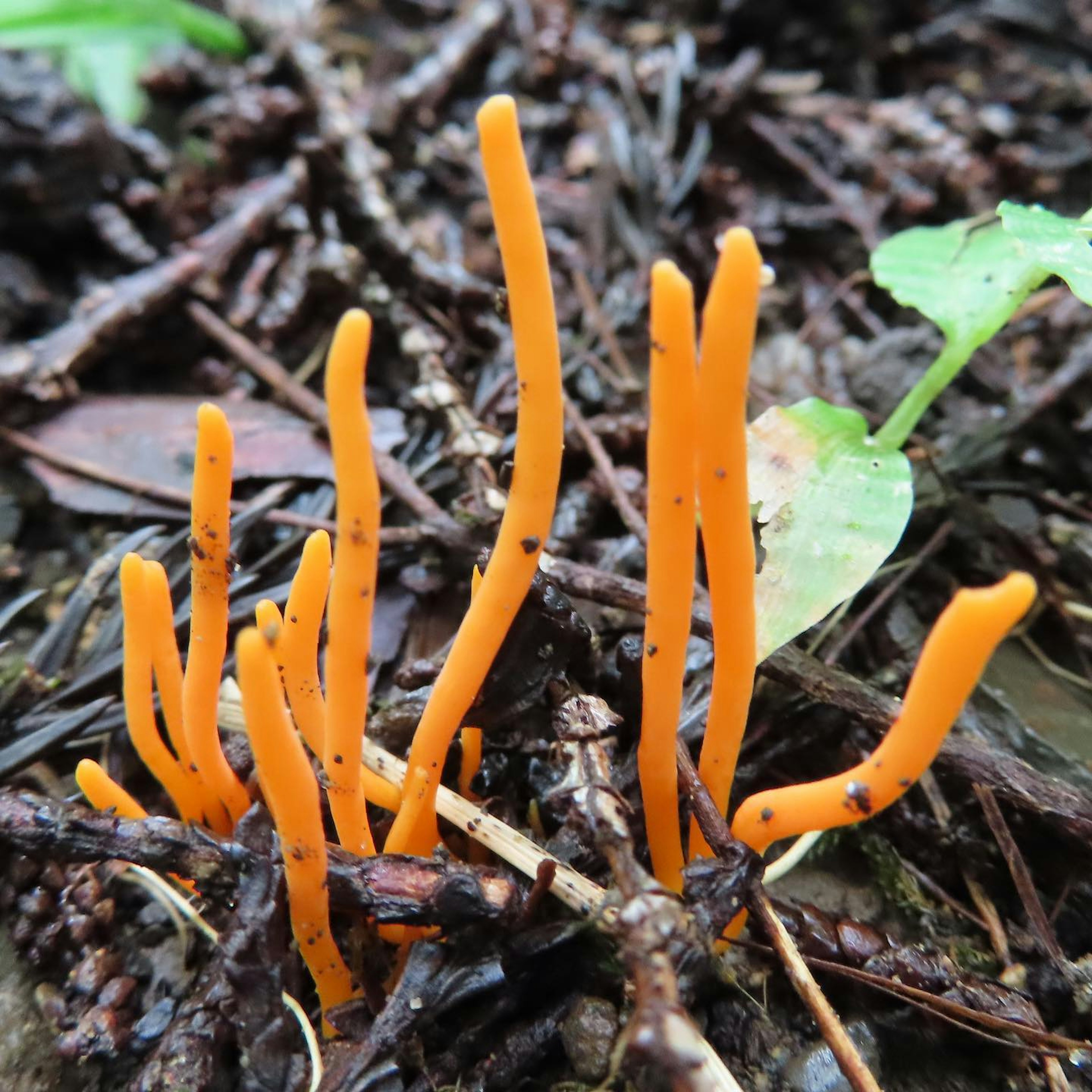 Hongos delgados y naranjas creciendo en el suelo