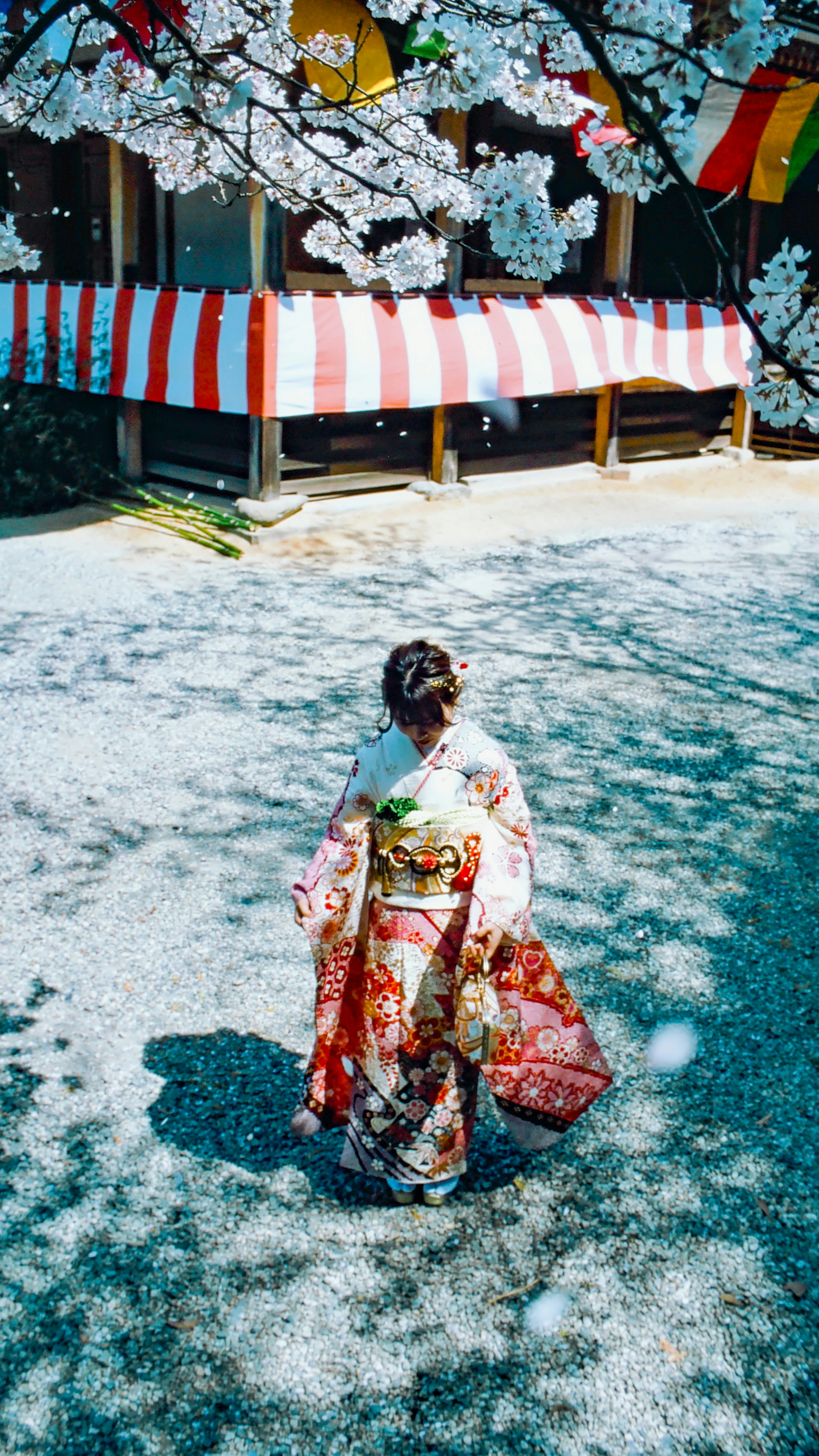 A woman in a kimono standing with her back under cherry blossoms