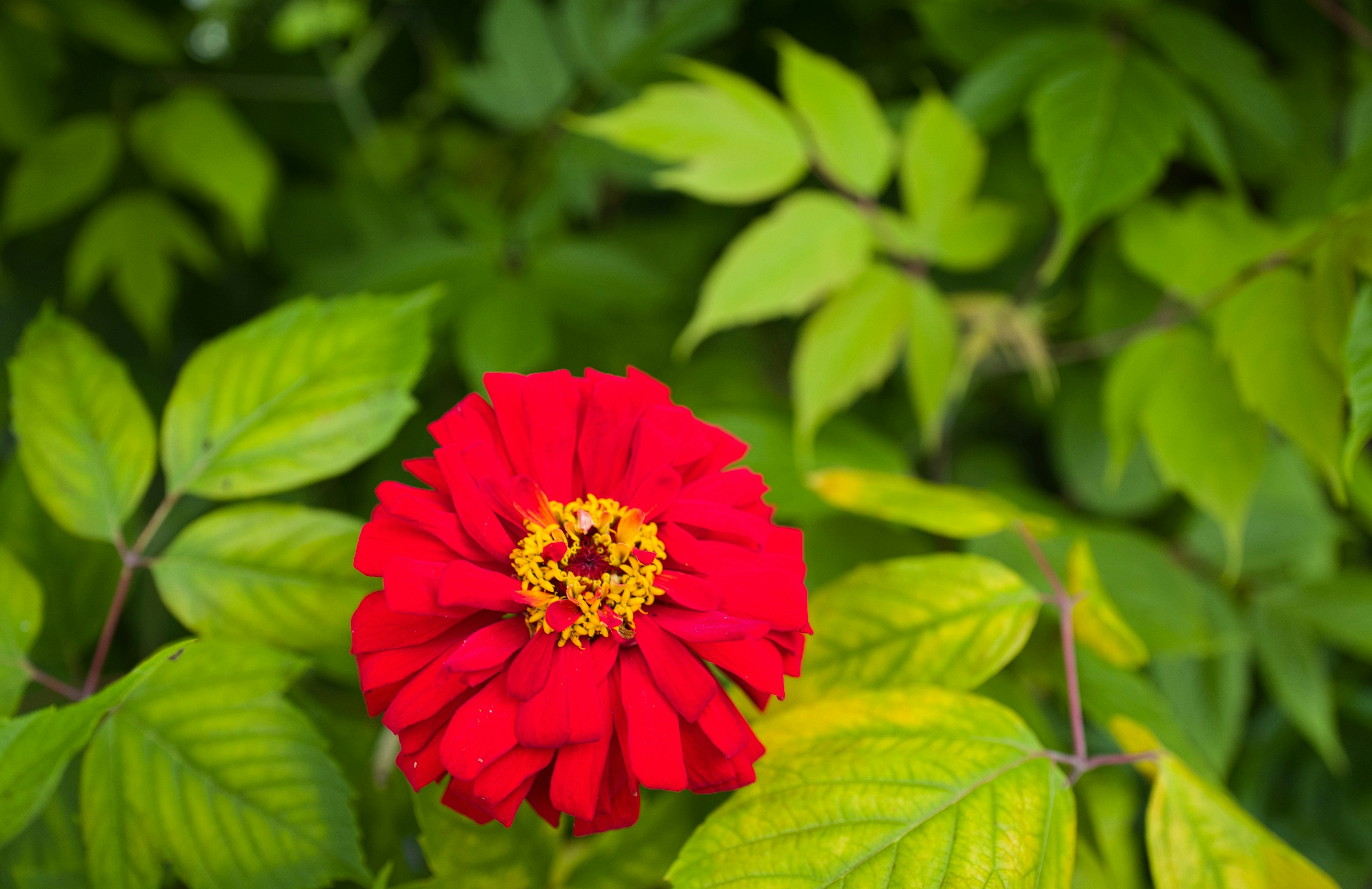 Lebendige rote Blume umgeben von üppigem grünem Laub