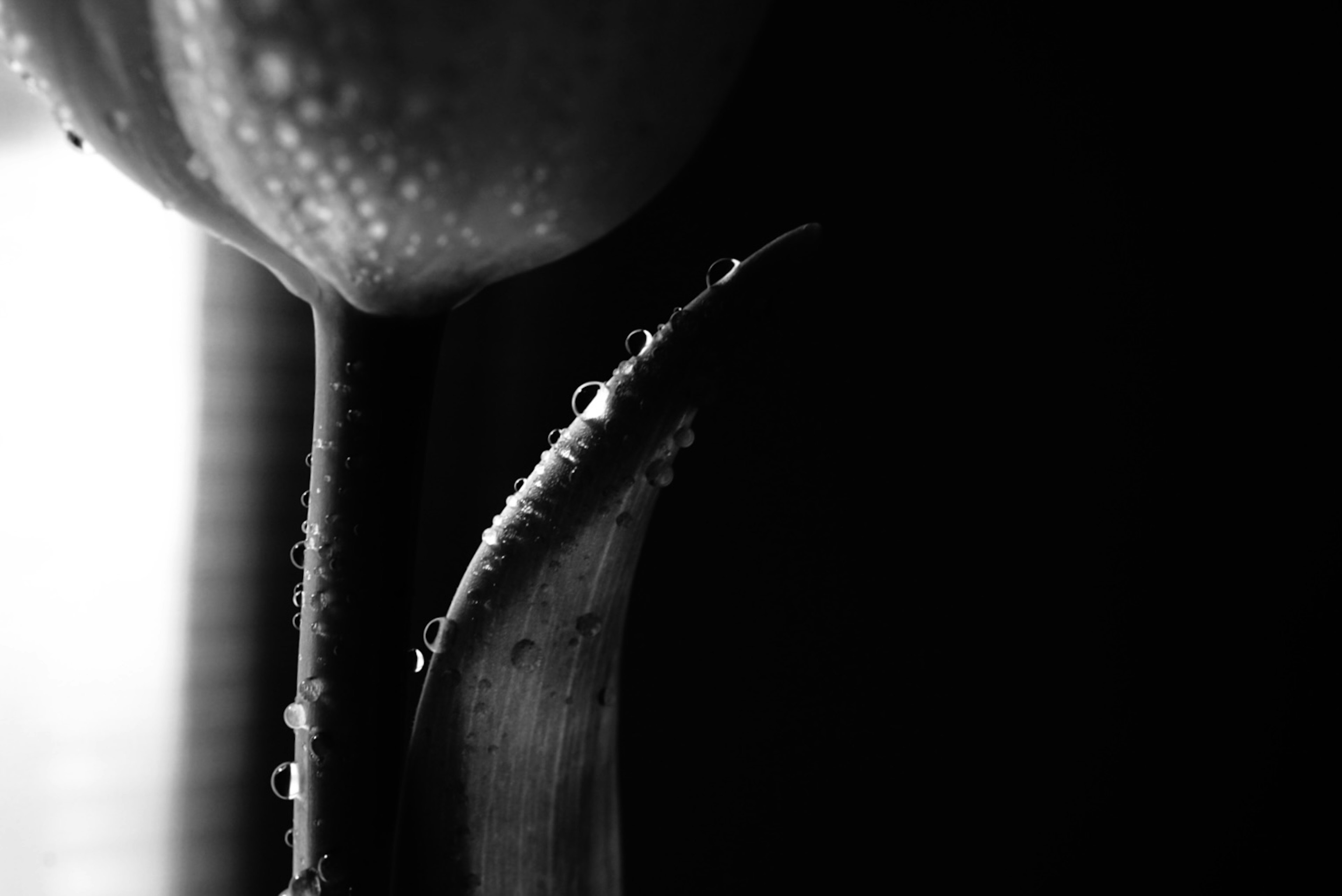 Close-up of a black and white tulip with water droplets