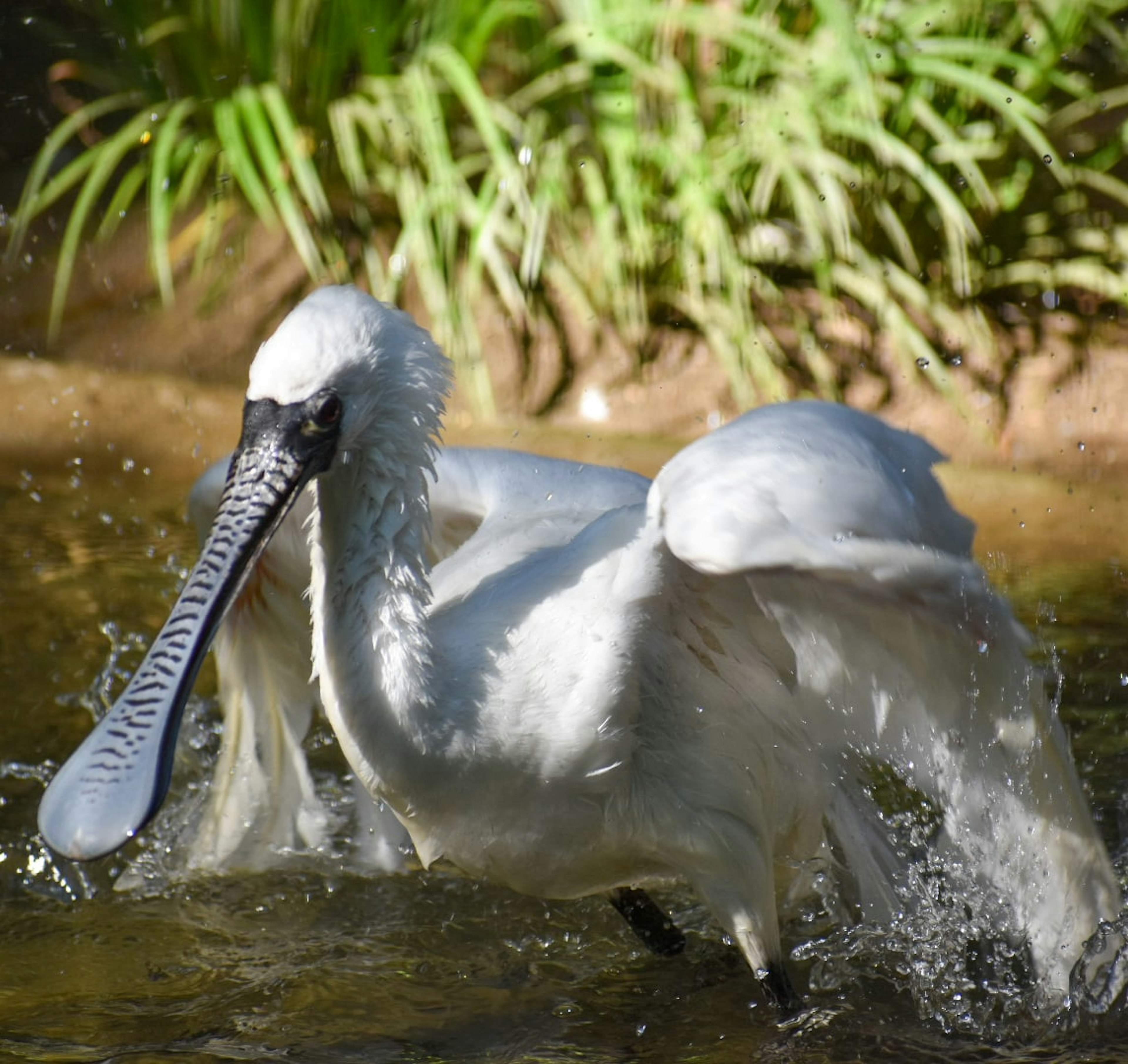 Pelican trắng đang văng nước với đôi cánh dang rộng