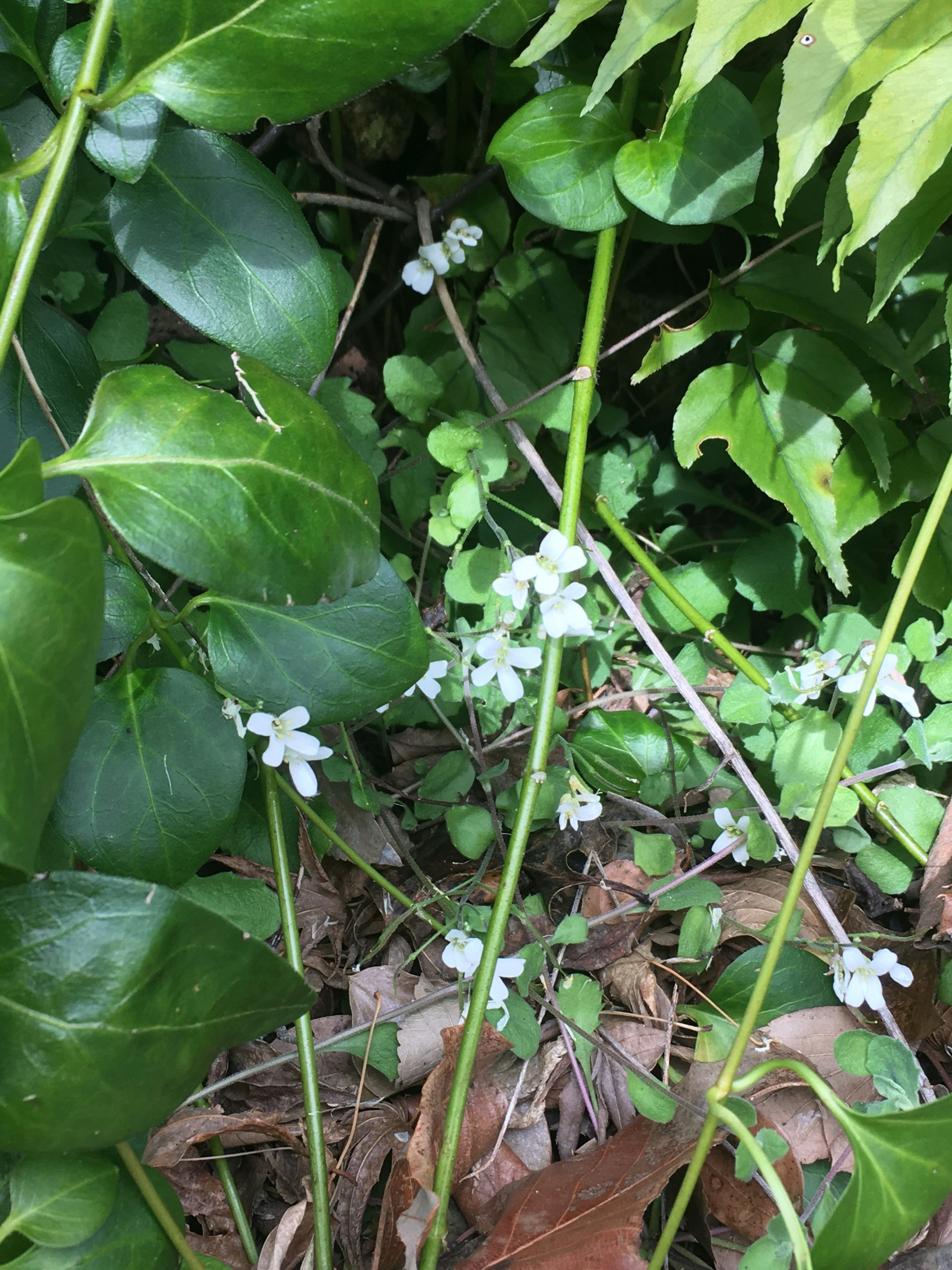 Small white flowers growing among green leaves in a natural setting