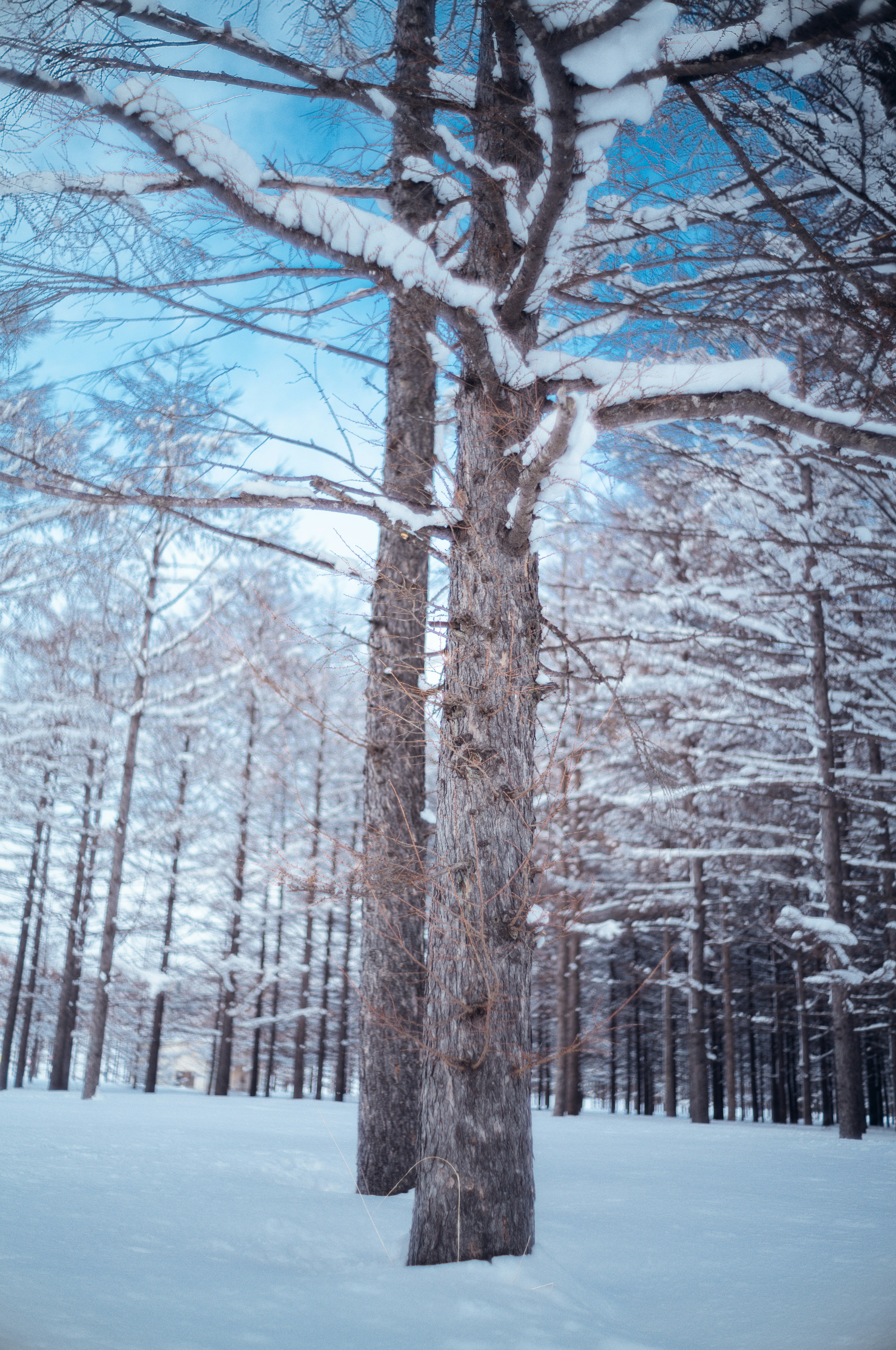 Snow-covered trees in a winter landscape under a blue sky