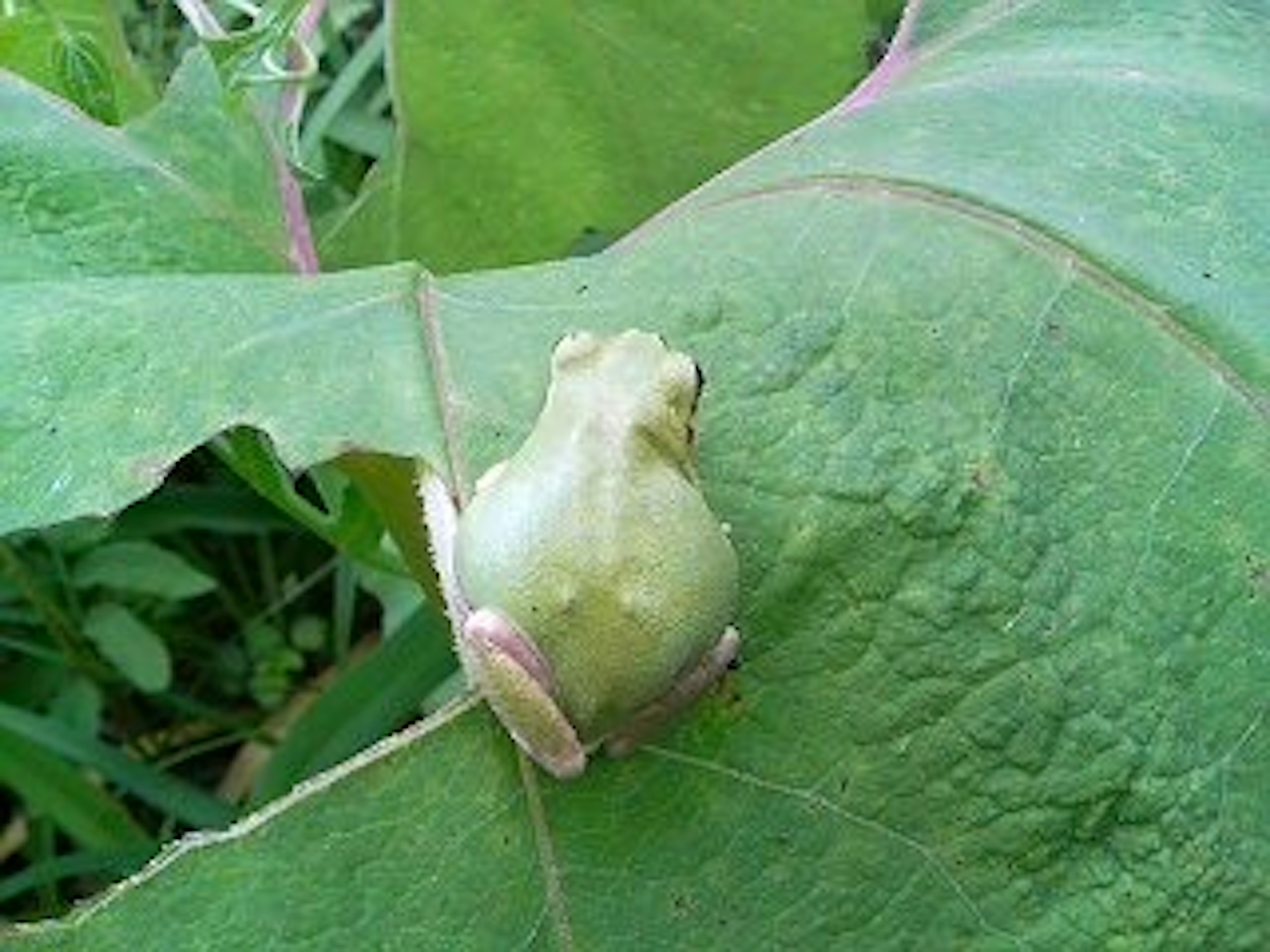 A small green frog sitting on a large green leaf