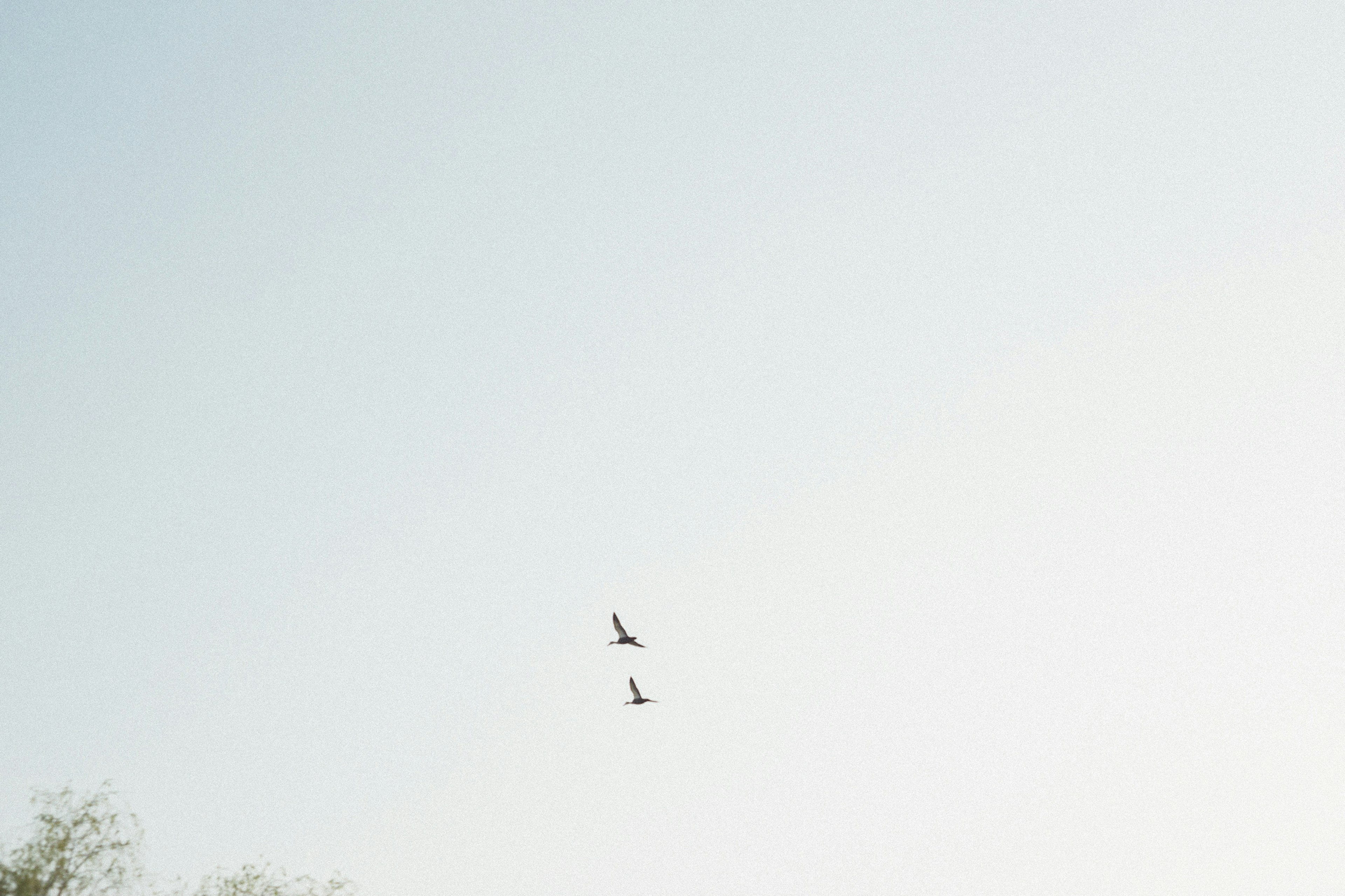 Deux oiseaux volant dans un ciel bleu clair