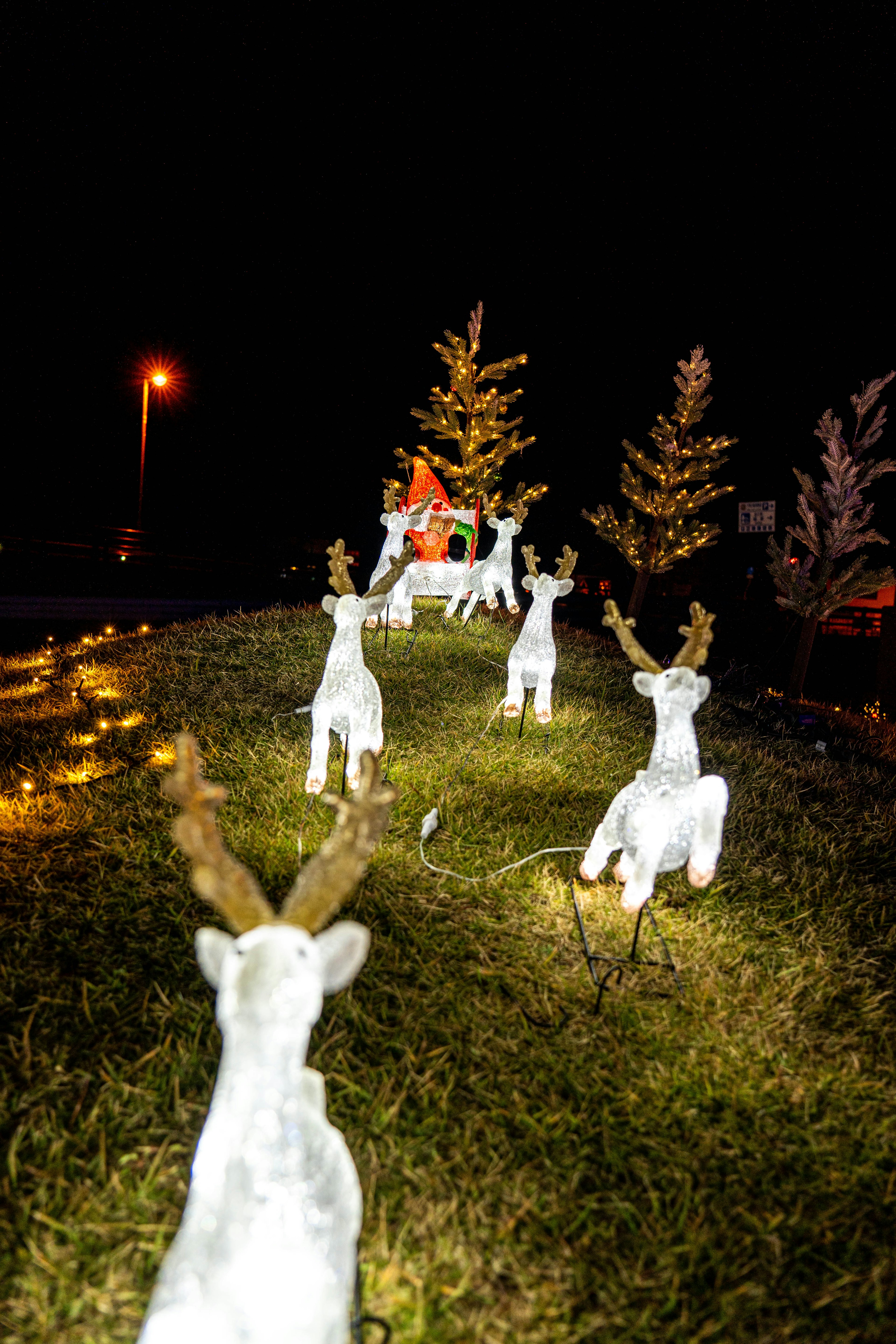 White lighted reindeer decorations in a garden at night with Christmas trees