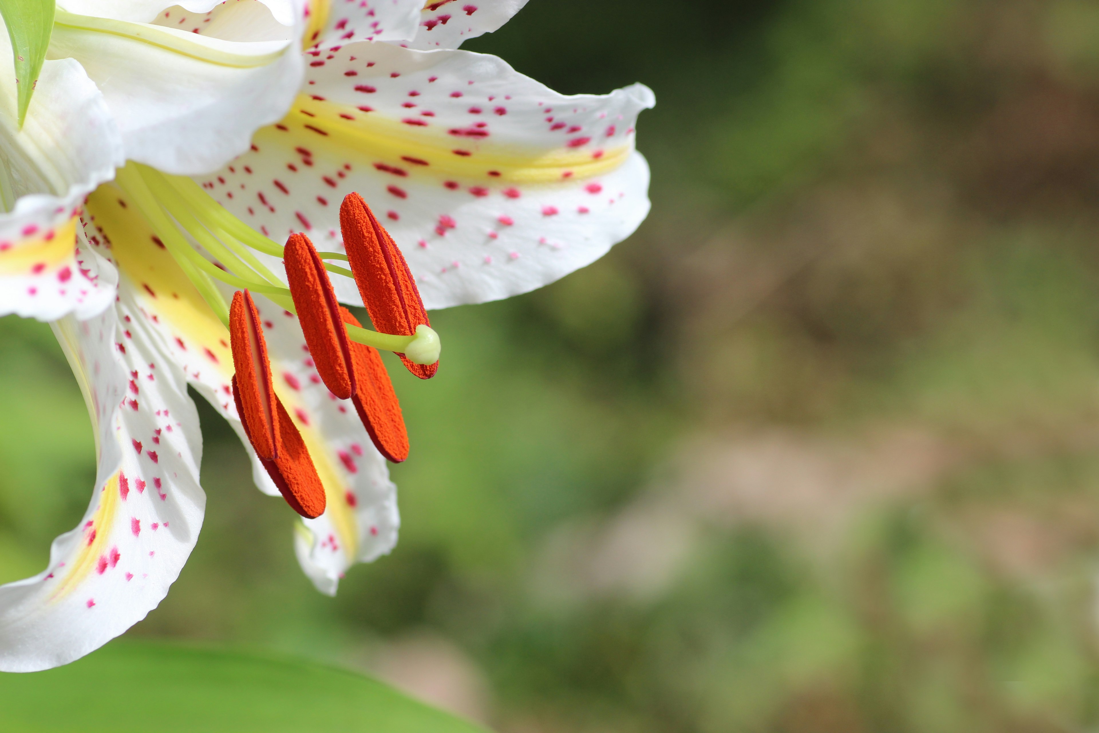 白いユリの花びらに赤い雄しべが目立つ近接写真