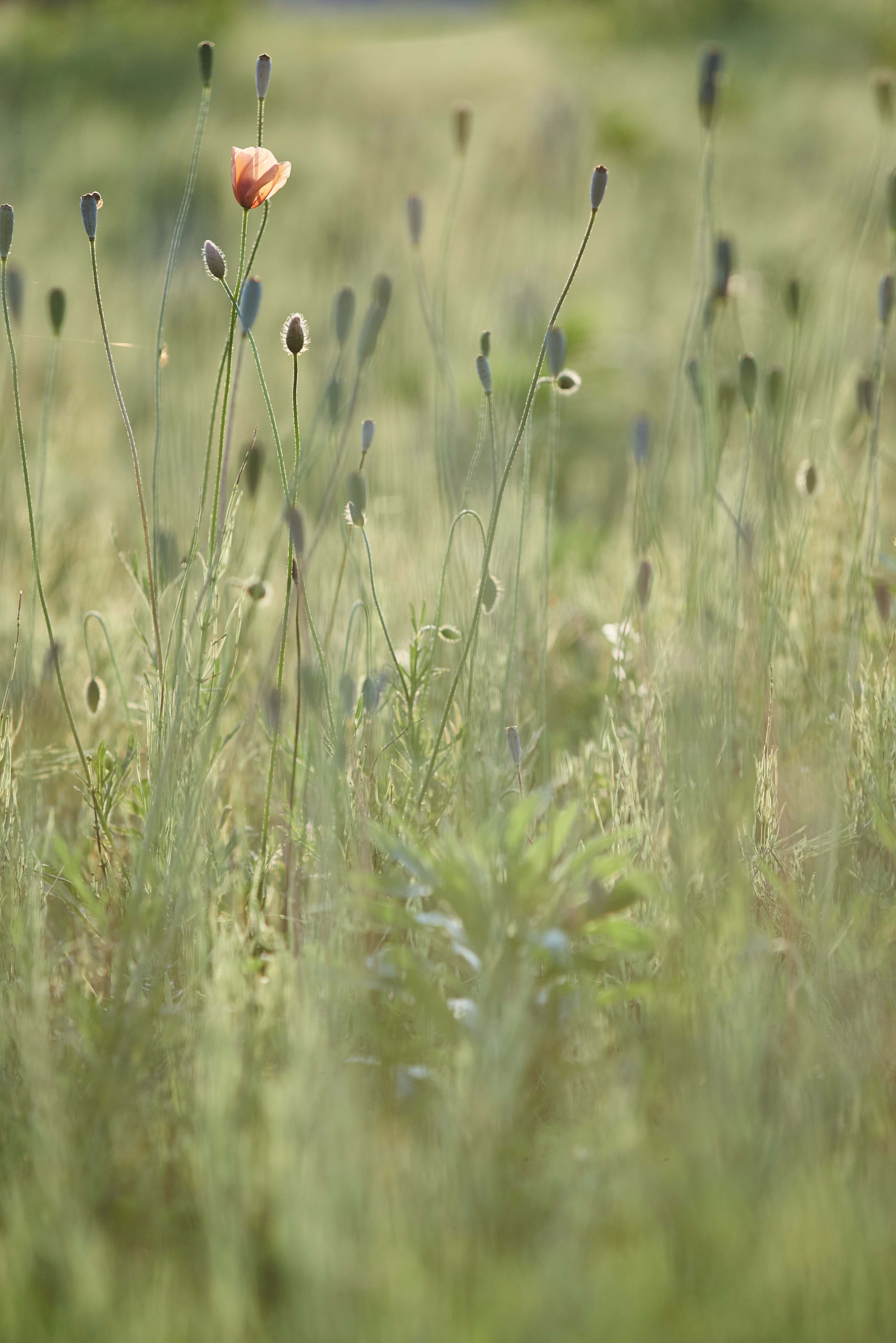 Roter Mohn blüht zwischen grünem Gras und verschiedenen Pflanzen