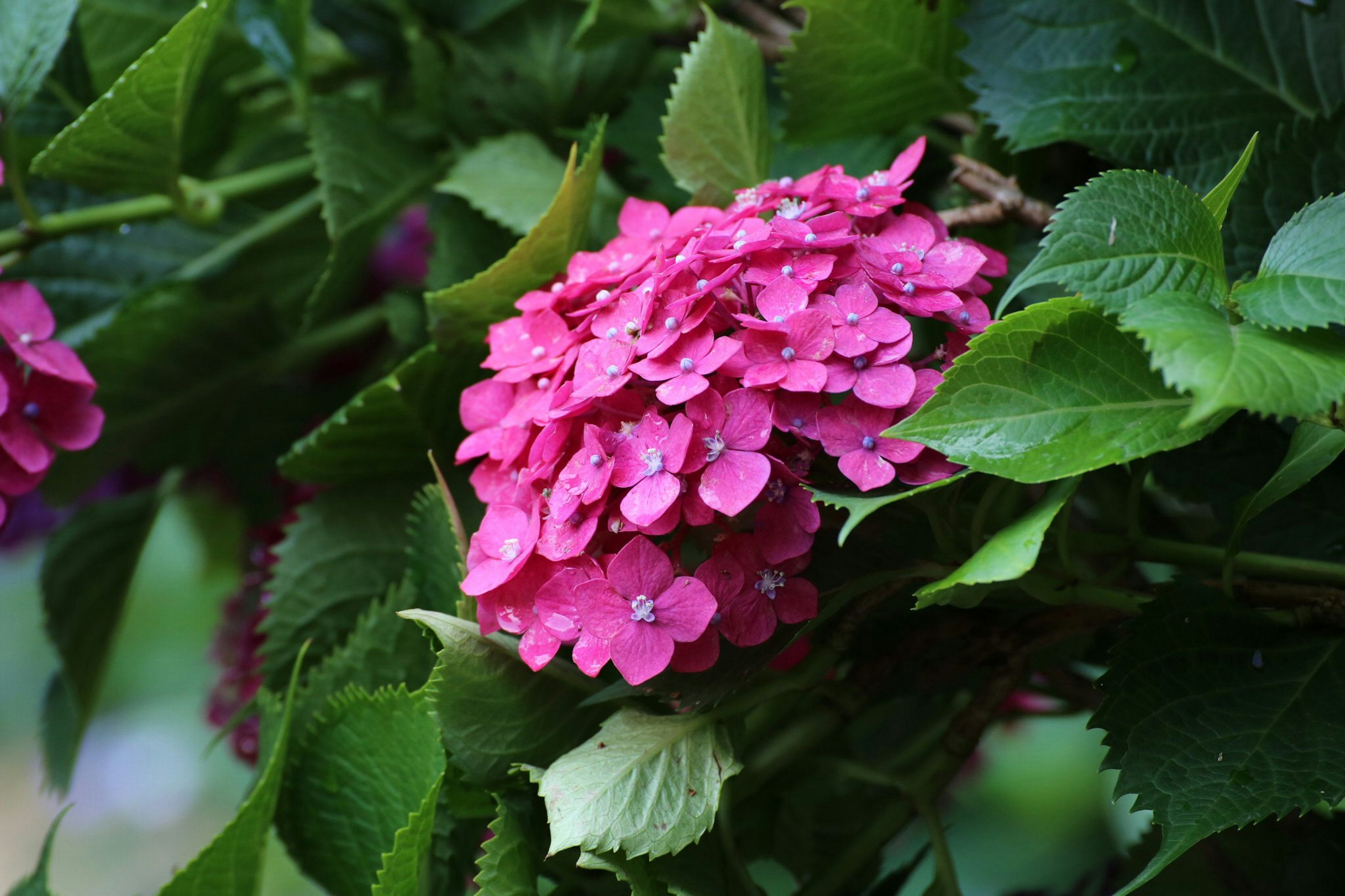 Beautiful pink hydrangea flower with green leaves