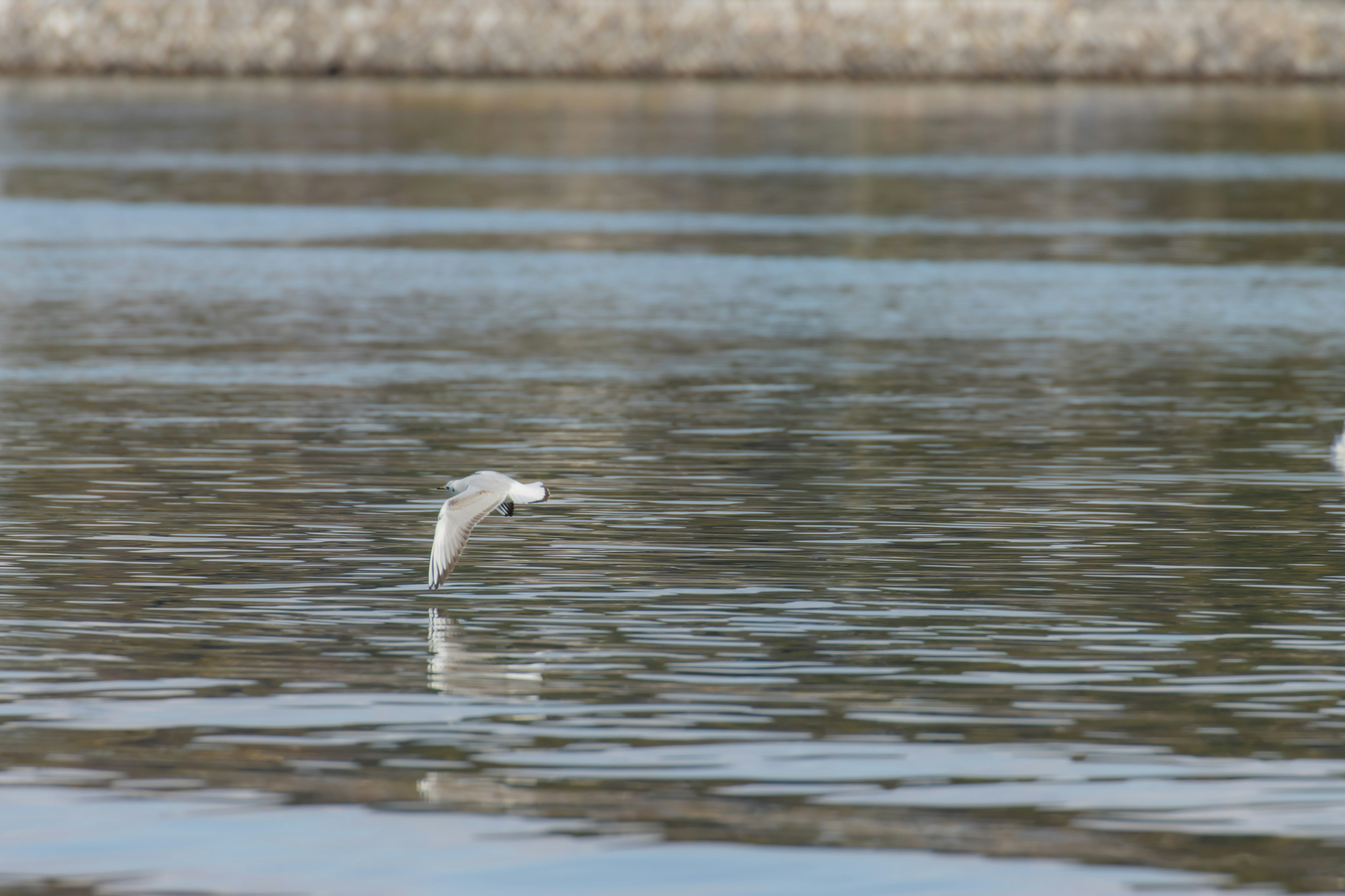 Un oiseau blanc volant au-dessus d'une surface d'eau calme