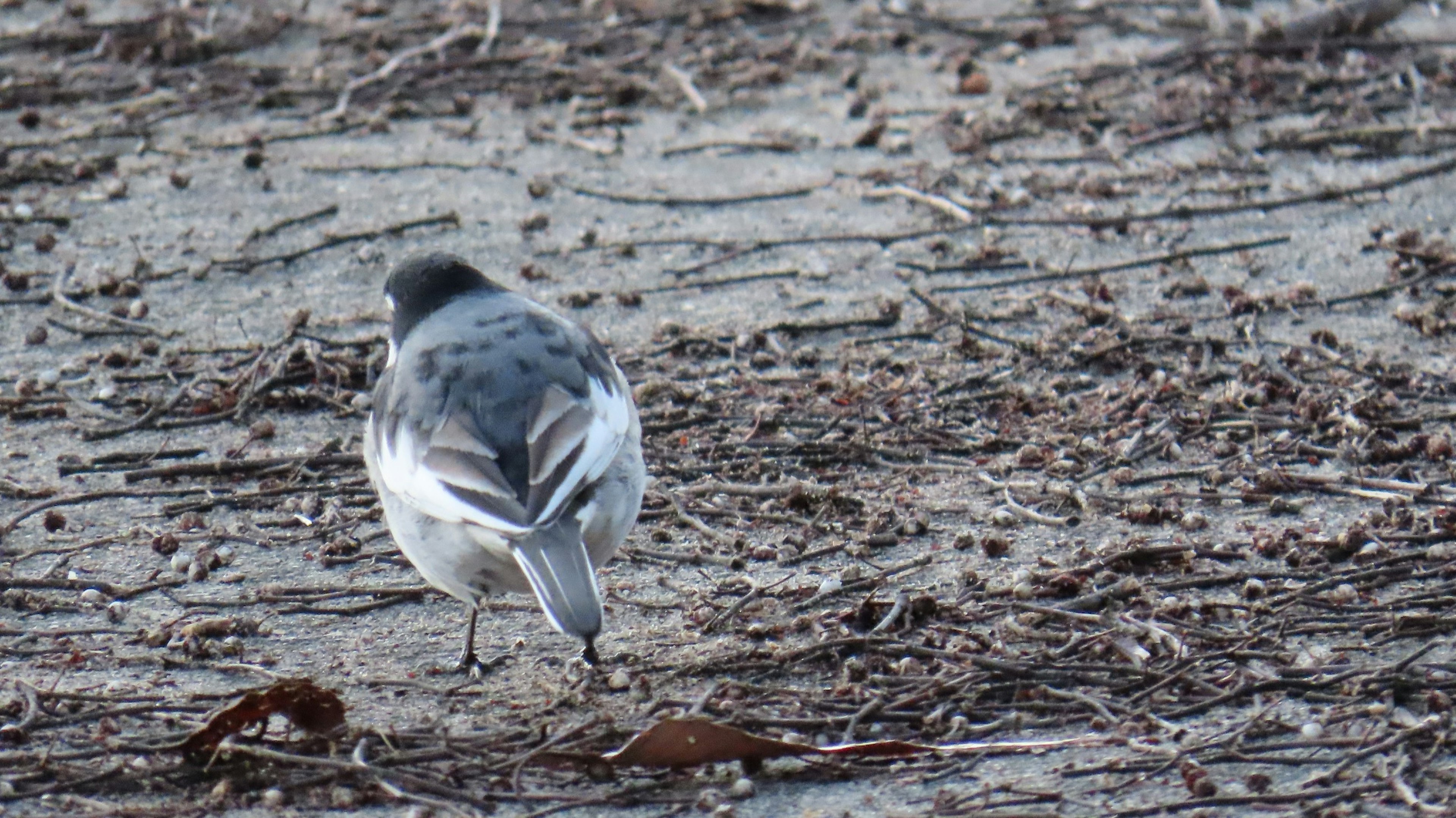 Grauer Vogel läuft auf dem Boden