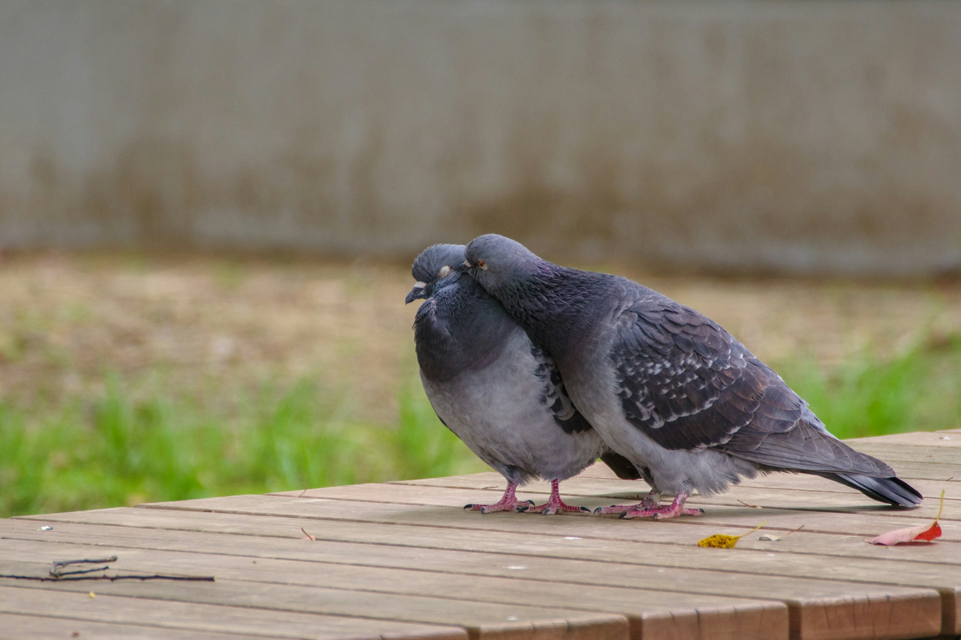 Dos palomas acurrucadas juntas sobre una superficie de madera